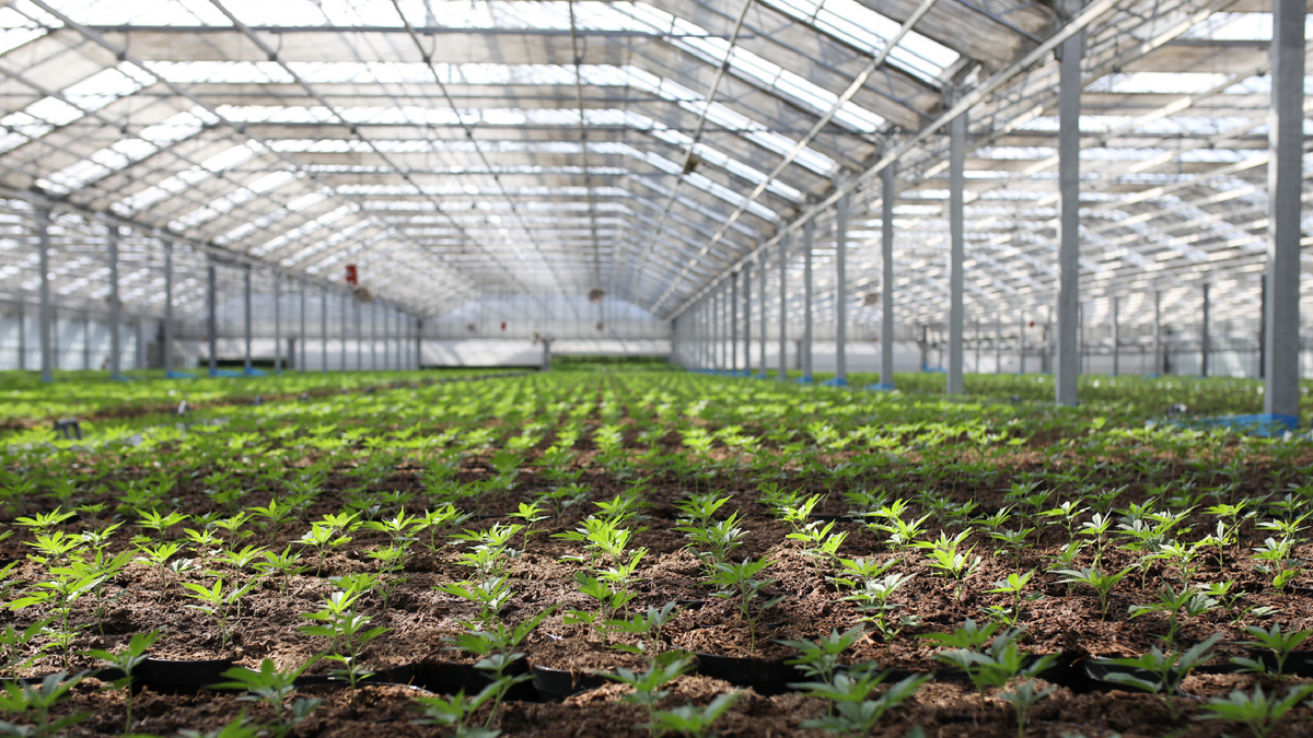 Hopfenvirus / Hop Latent Viroid (HLVd): Unser aktueller Stand bei COC