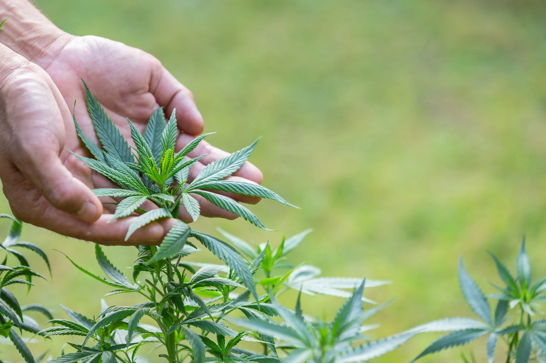Hände kontrollieren die Blätter einer Cannabispflanze beim Outdoor-Anbau
