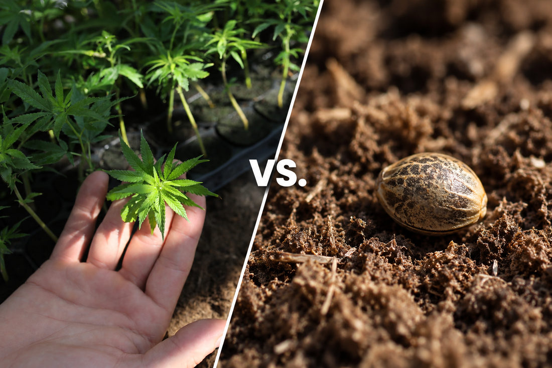 Bewurzelter Cannabissteckling und Cannabissamen im Vergleich