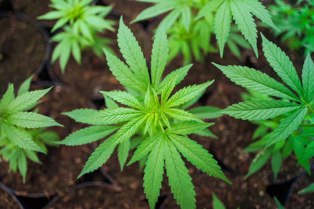 Gesunde Cannabis-Stecklinge mit vitalen Blättern und entwickelten Wurzeln im COC-Glashaus