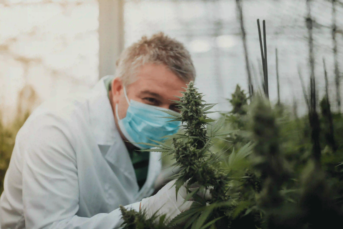 Mitarbeiter kontrolliert eine blühende Cannabispflanze im Gewächshaus