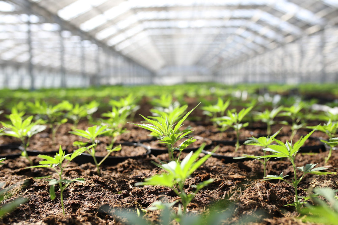 Vier neue Cannabis-Sorten bei COC: La Bomba, Ice Cream Cake, Studio 54 und Citroloco&nbsp;