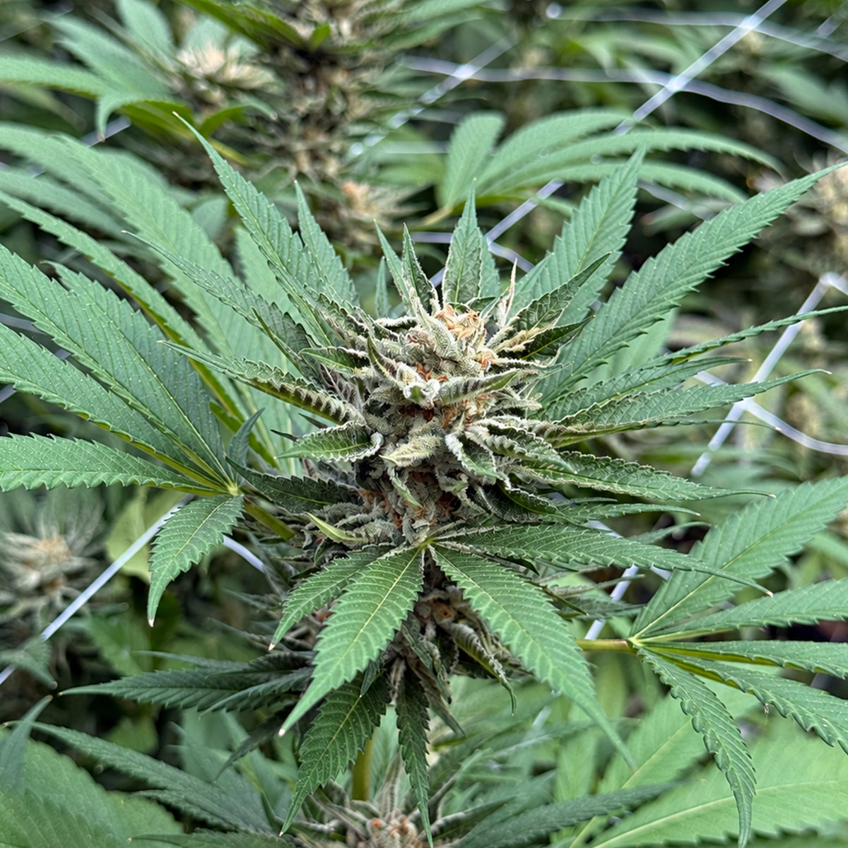 Cannabisblüte der Sorte Studio 54 mit dichter Trichomstruktur und gezackten grünen Blättern.