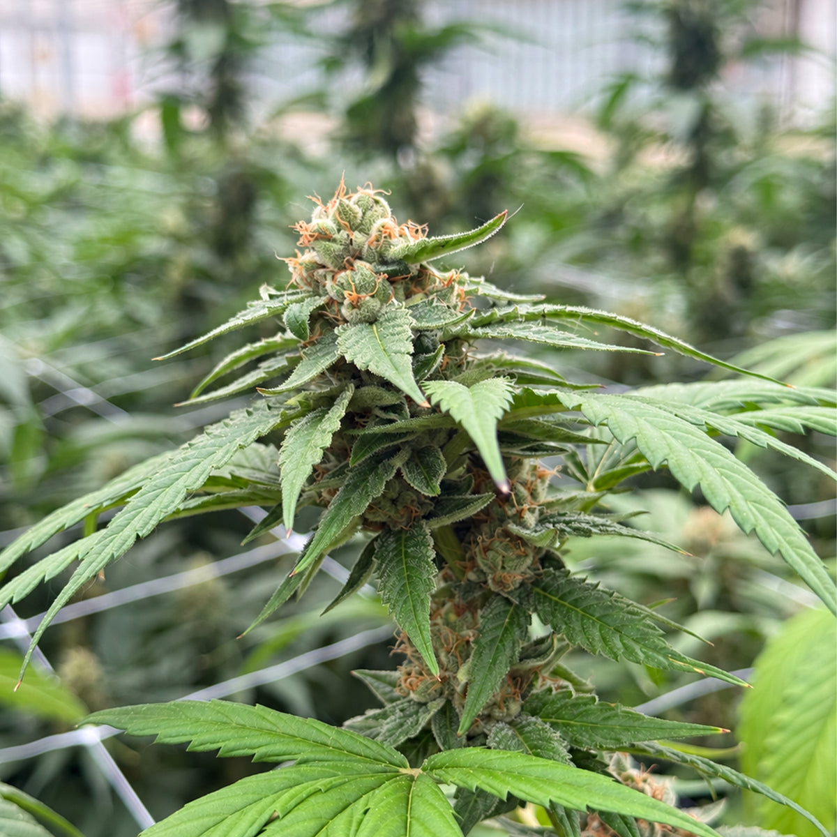 Cannabisblüte der Sorte Cotroloco mit orangefarbenen Trichomen und länglichen grünen Blättern.
