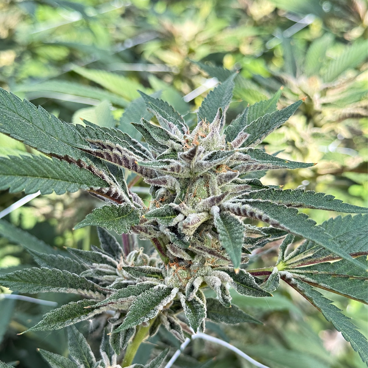 Cannabisblüte der Sorte Ice Cream Cake mit ausgeprägten Trichomen und grün-violetten Blättern.