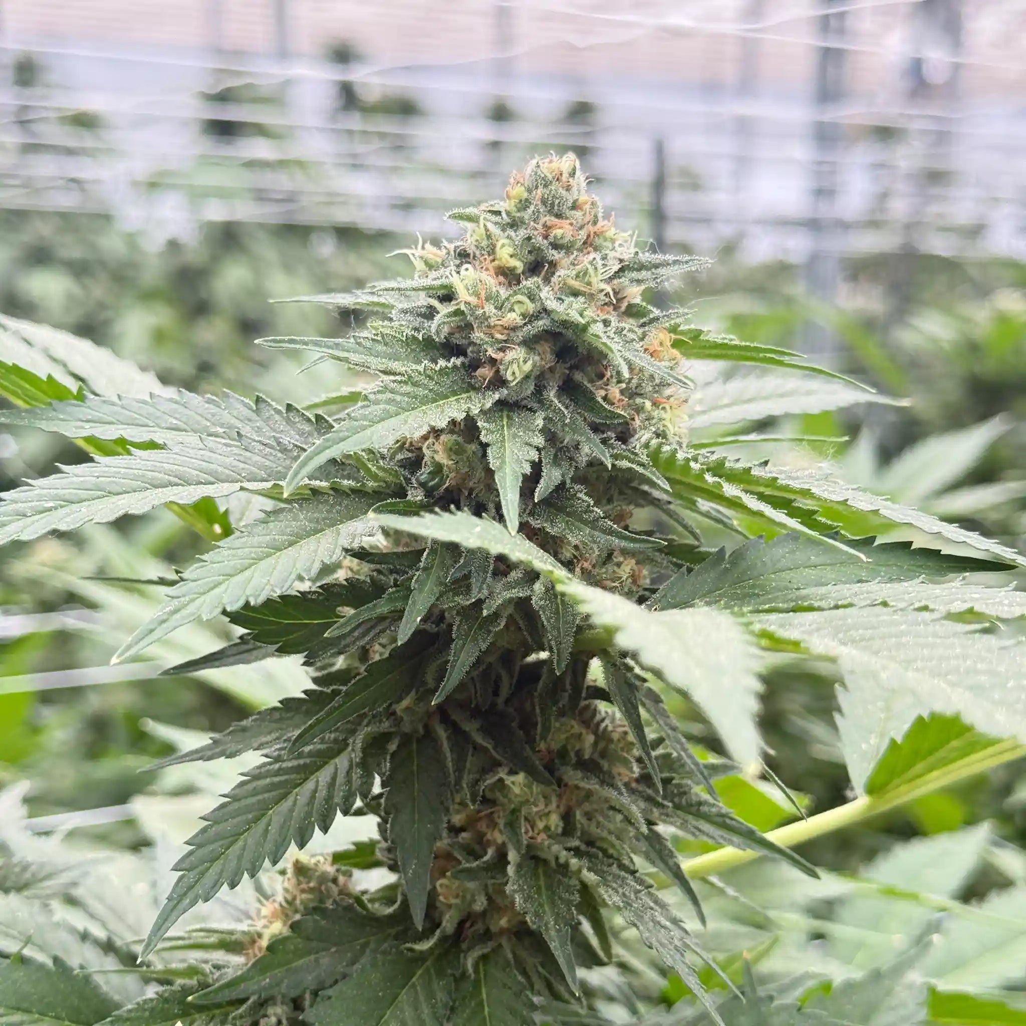 AK-47 Cannabisblüte im Gewächshaus – hochwertige Blüte mit dichter Trichombildung