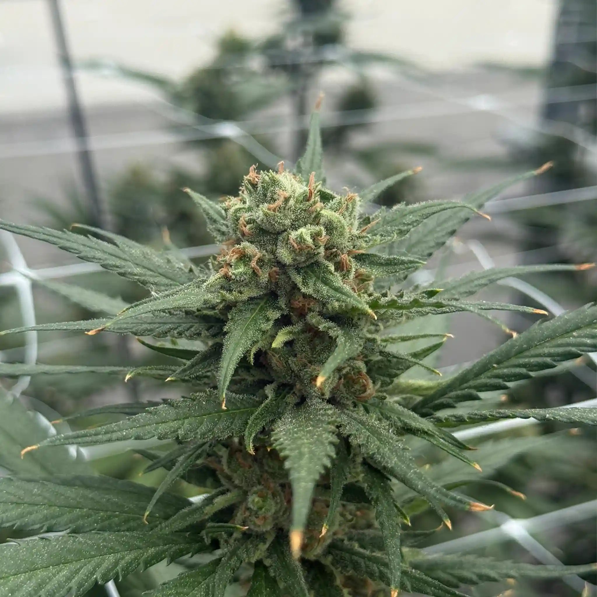 Amnesia Core Cut Cannabisblüte im Gewächshaus – kompakte, harzige Blüte