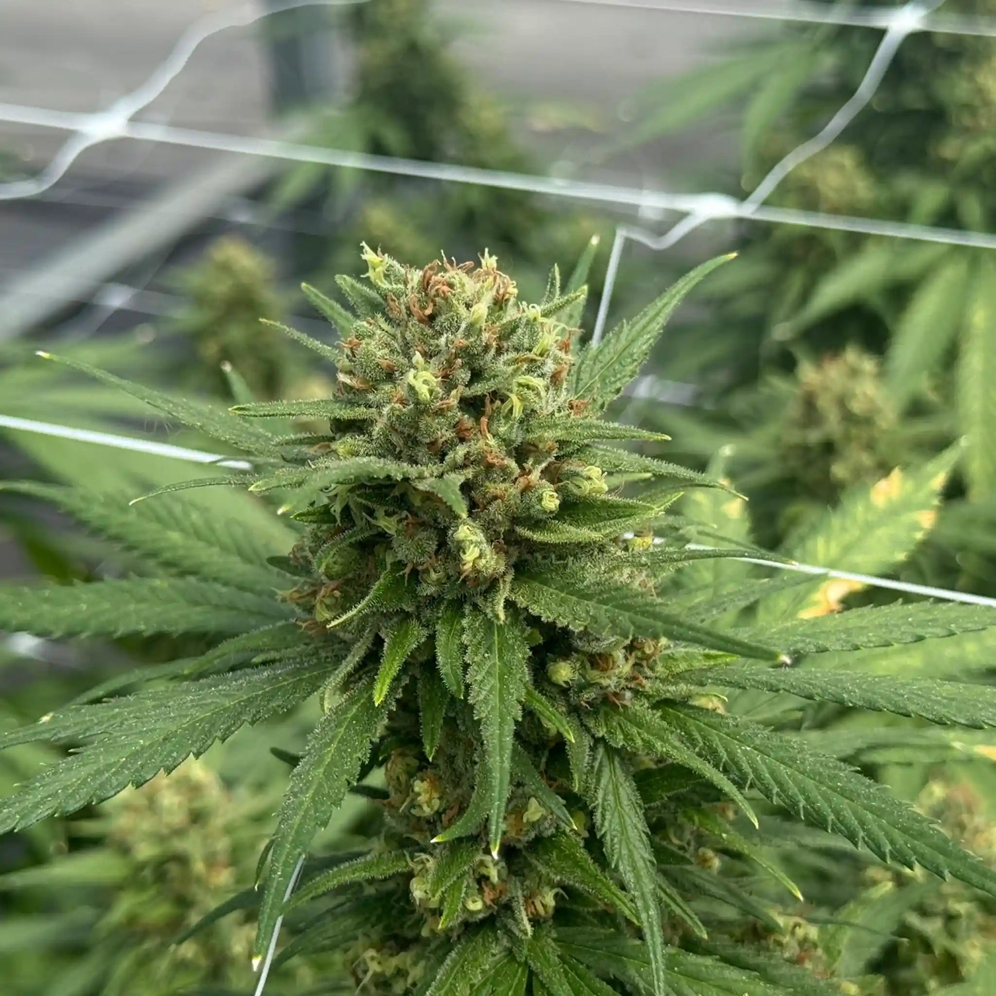 Amnesia Lemon Haze Cannabisblüte im Gewächshaus – dichte Blütenstruktur mit vielen Trichomen