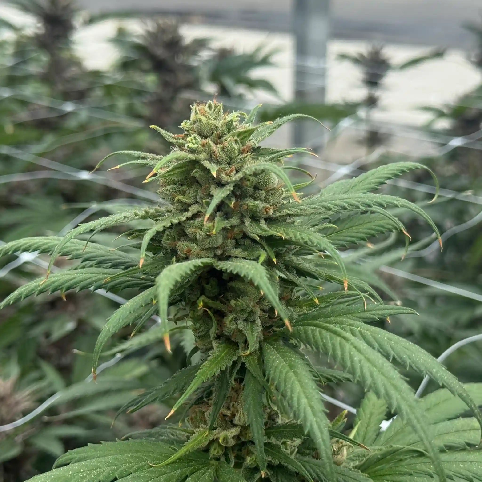 Amnesia Master Cut Cannabisblüte aus professioneller Gewächshaus-Kultivierung