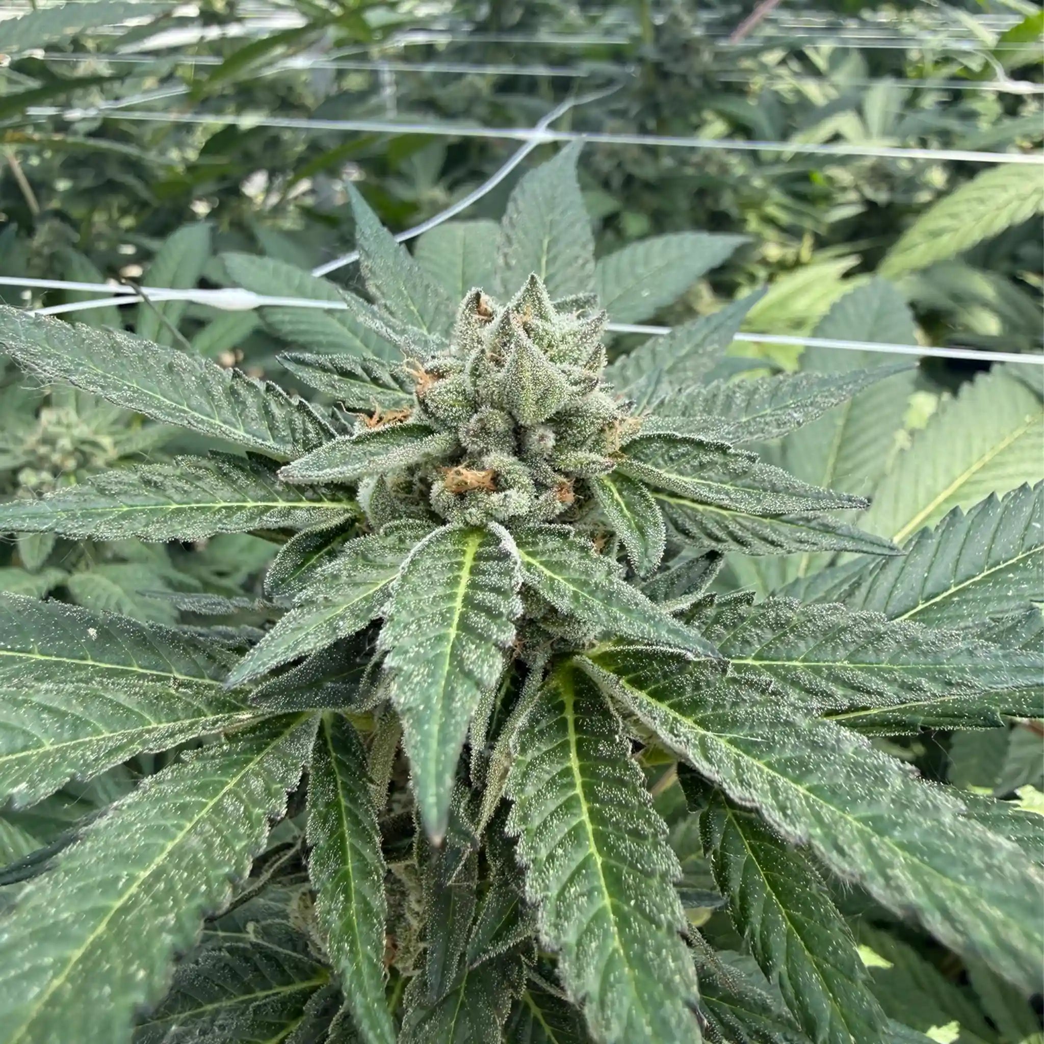 Apples & Bananas Cannabisblüte mit dichter Harzschicht im Gewächshaus |