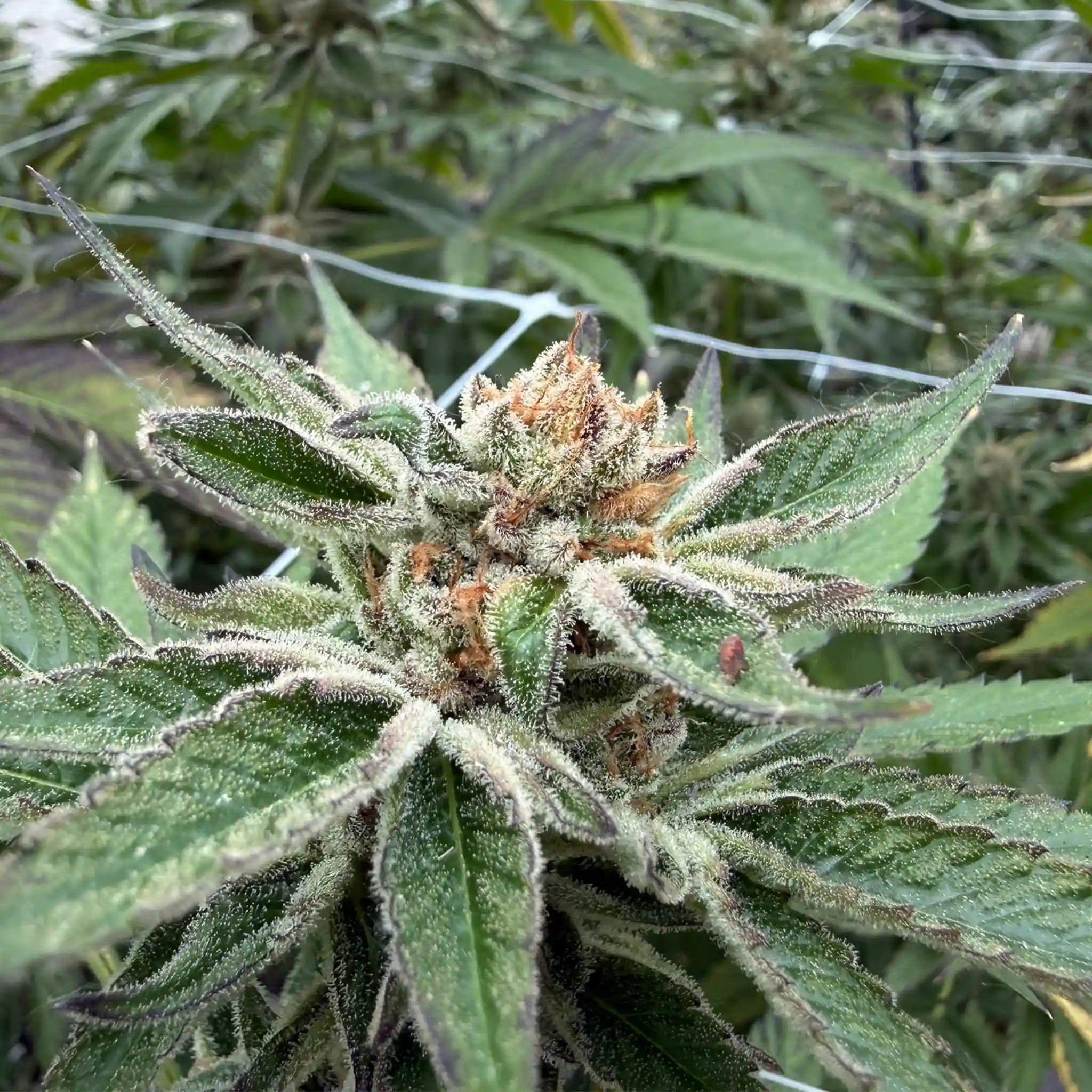 Atomic Bomber Cannabisblüte – kompakte Blüte aus professioneller Gewächshaus-Kultivierung