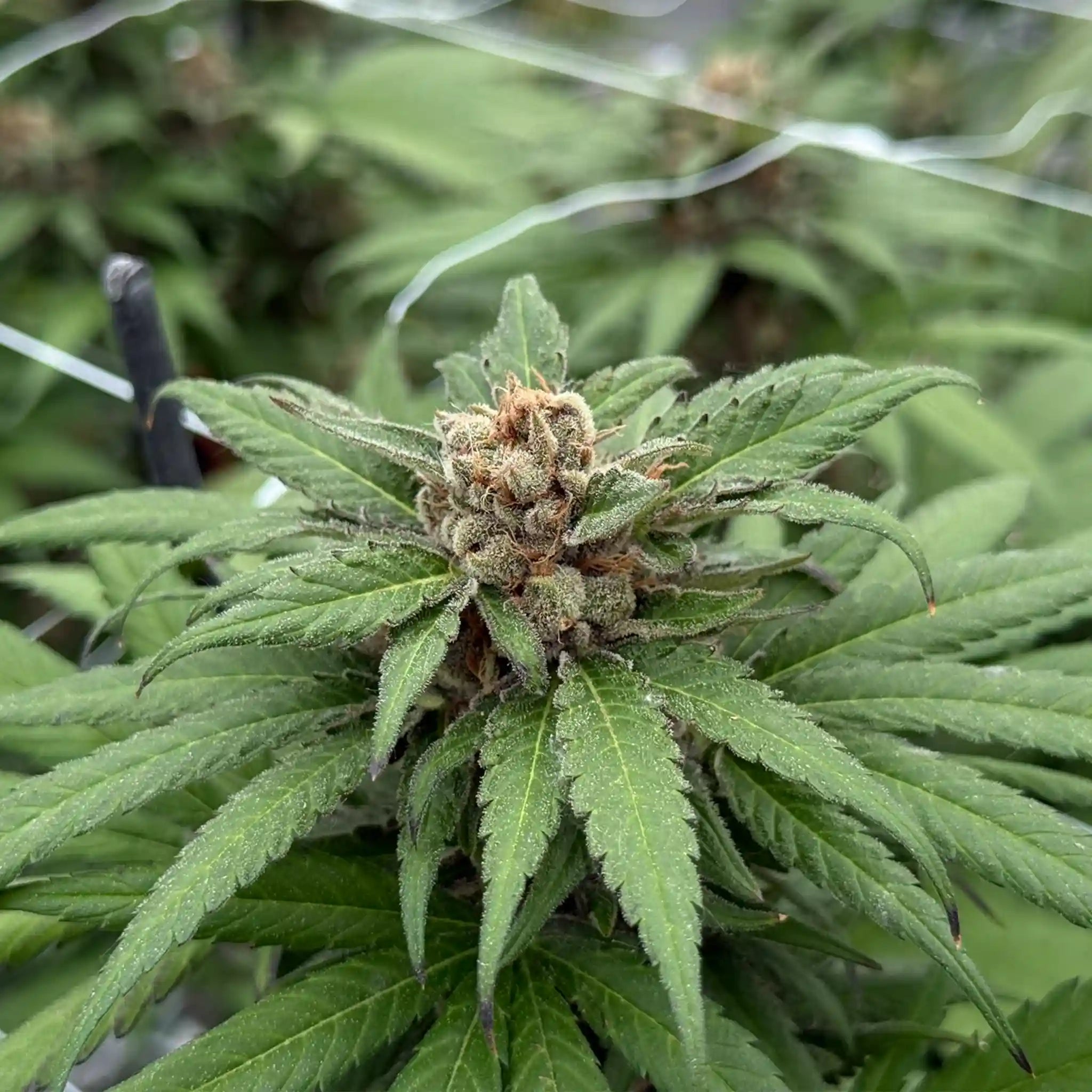 Black Cherry Punch Cannabisblüte mit violetten Akzenten und dichter Trichombildung