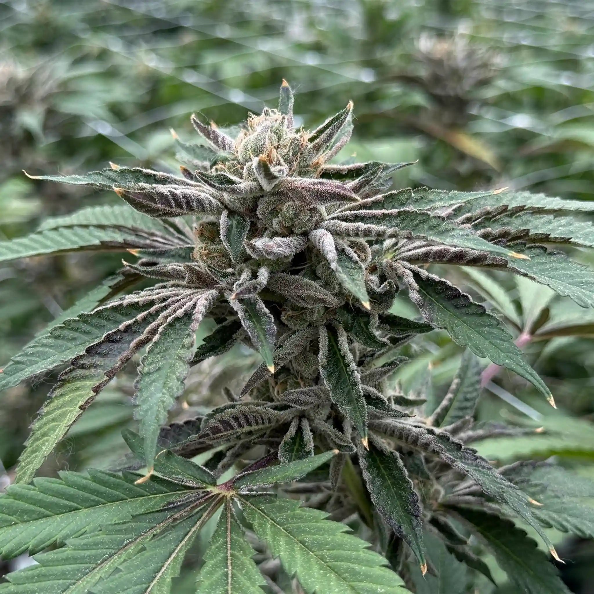 Blue Zushi Cannabisblüte – stark bereifte Blüte aus kontrolliertem Gewächshausanbau