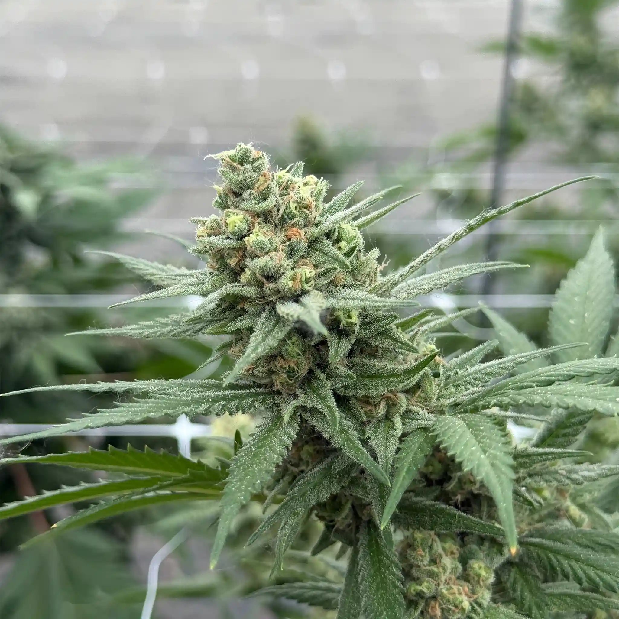 Candy Store Cannabisblüte mit dichter Blütenstruktur und starker Harzbildung