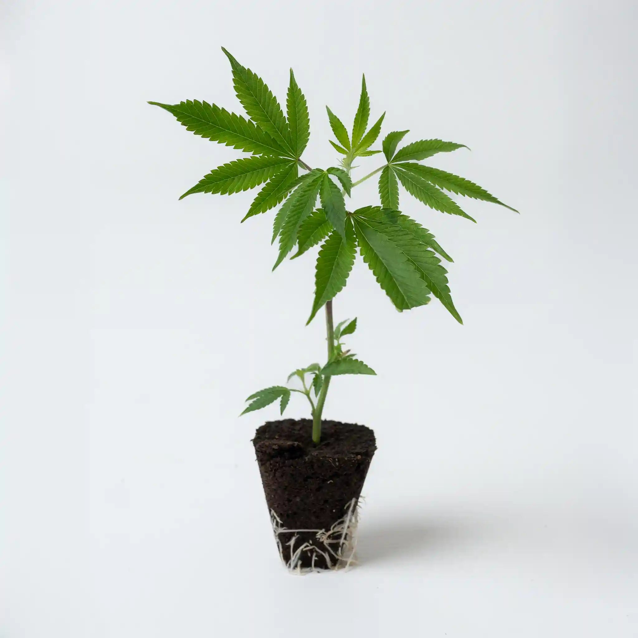 Kräftiger Cannabis Kush Crasher Steckling mit dichtem Blattwerk und gut ausgebildeten Wurzeln