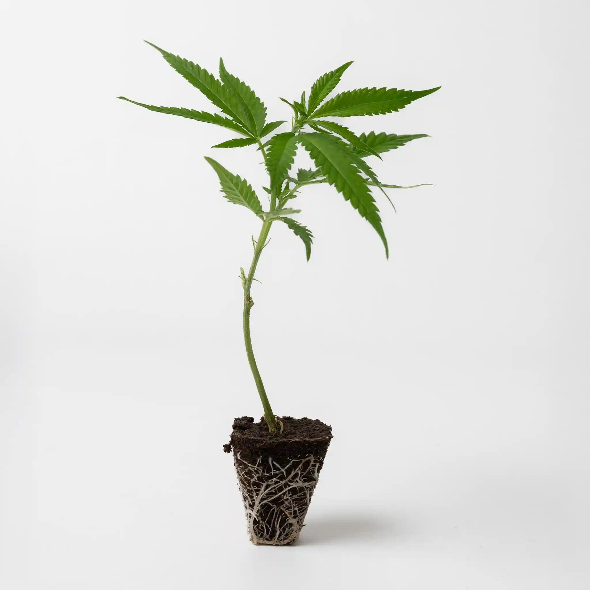 Vitaler Cannabis Steckling der Sorte Amnesia Core Cut mit dichten grünen Blättern und stark ausgeprägten Wurzeln in Anzuchtsubstrat