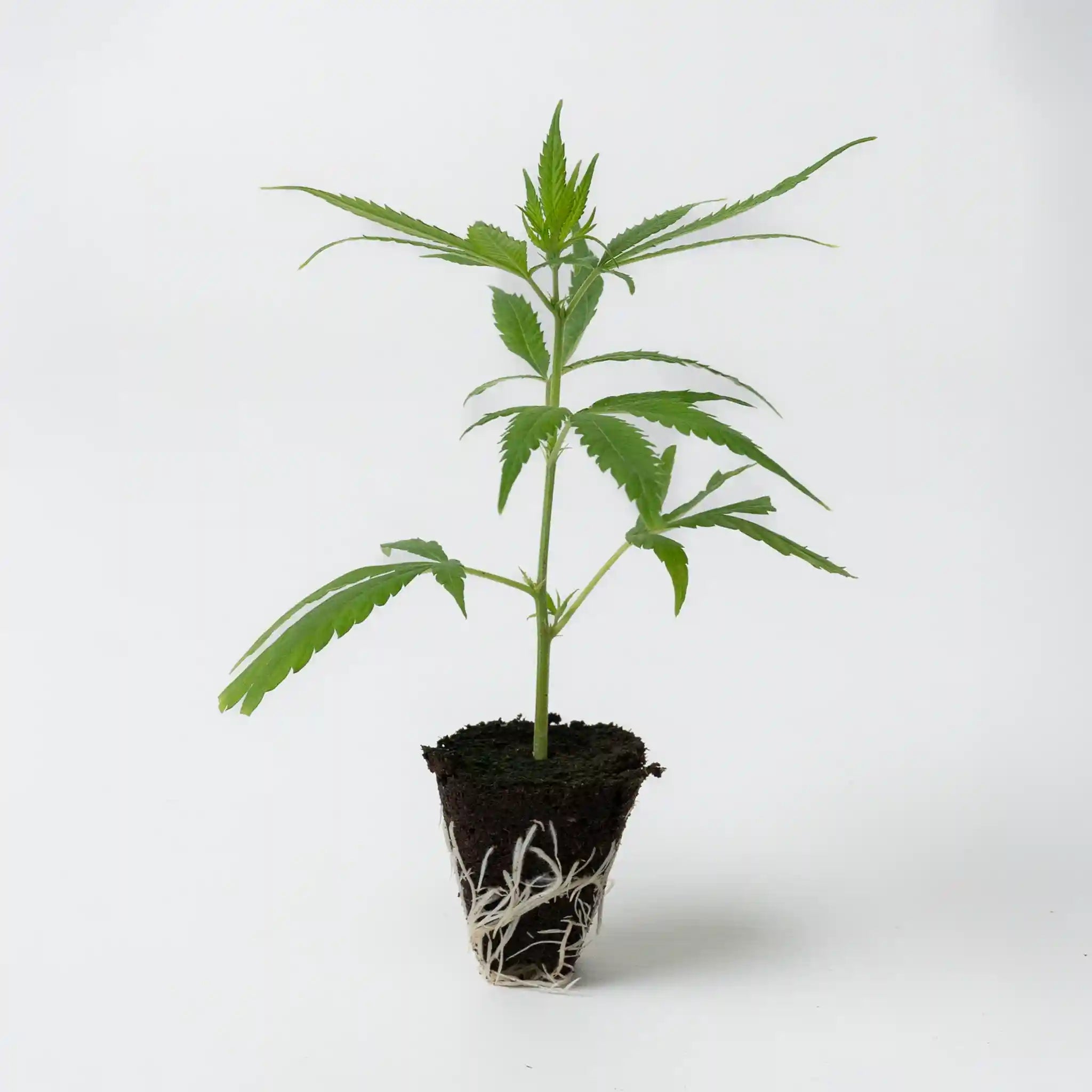 Vitaler Amnesia Lemon Haze Cannabis Steckling mit dichten grünen Blättern und gut entwickeltem Wurzelsystem
