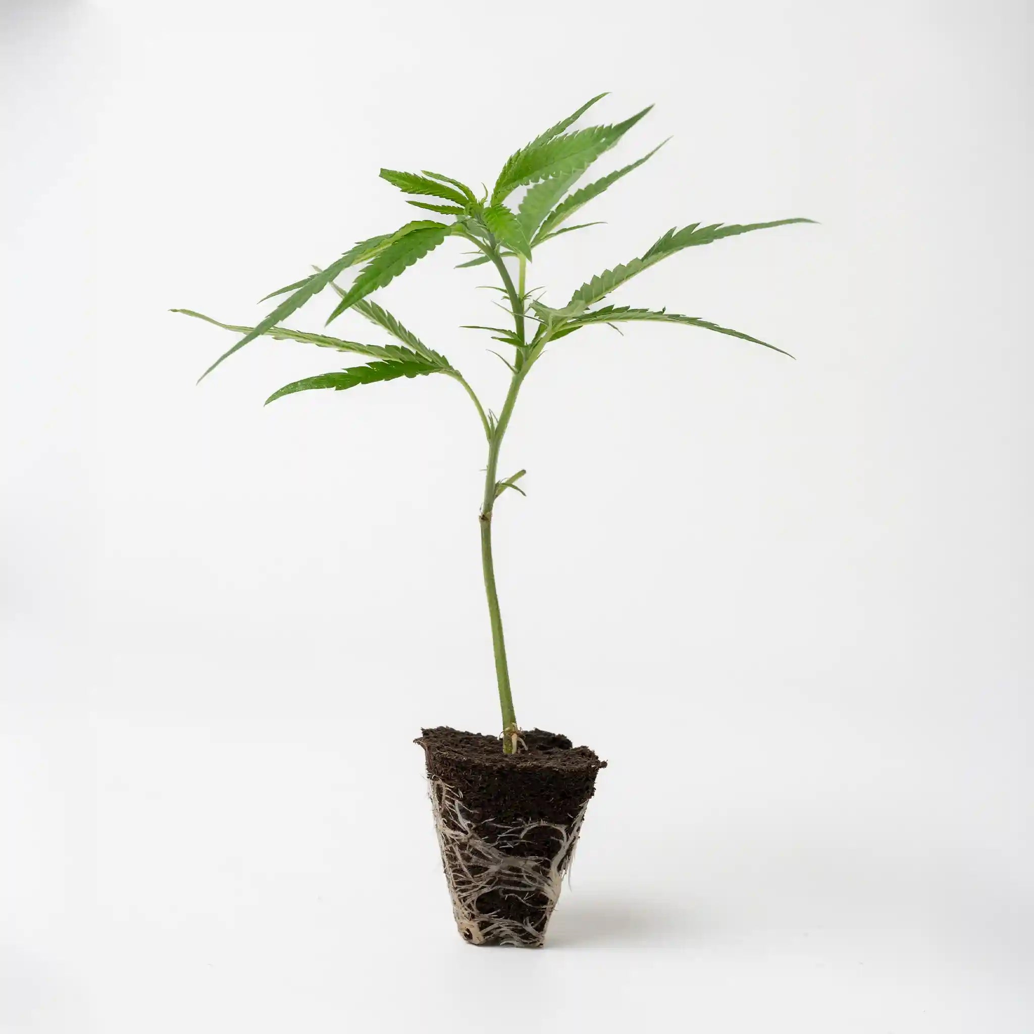 Vitaler Cannabis Steckling der Sorte Amnesia Master Cut mit frischen grünen Blättern und starken Wurzelballen in Anzuchterde