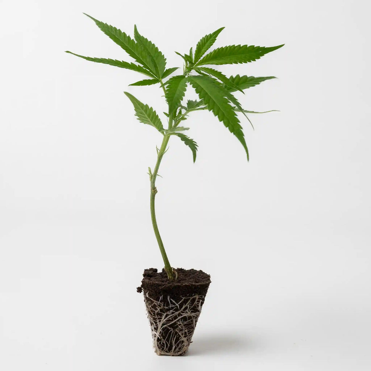 Vitaler Cannabis Steckling der Sorte Amnesia Master Cut mit frischen grünen Blättern und starken Wurzelballen in Anzuchterde