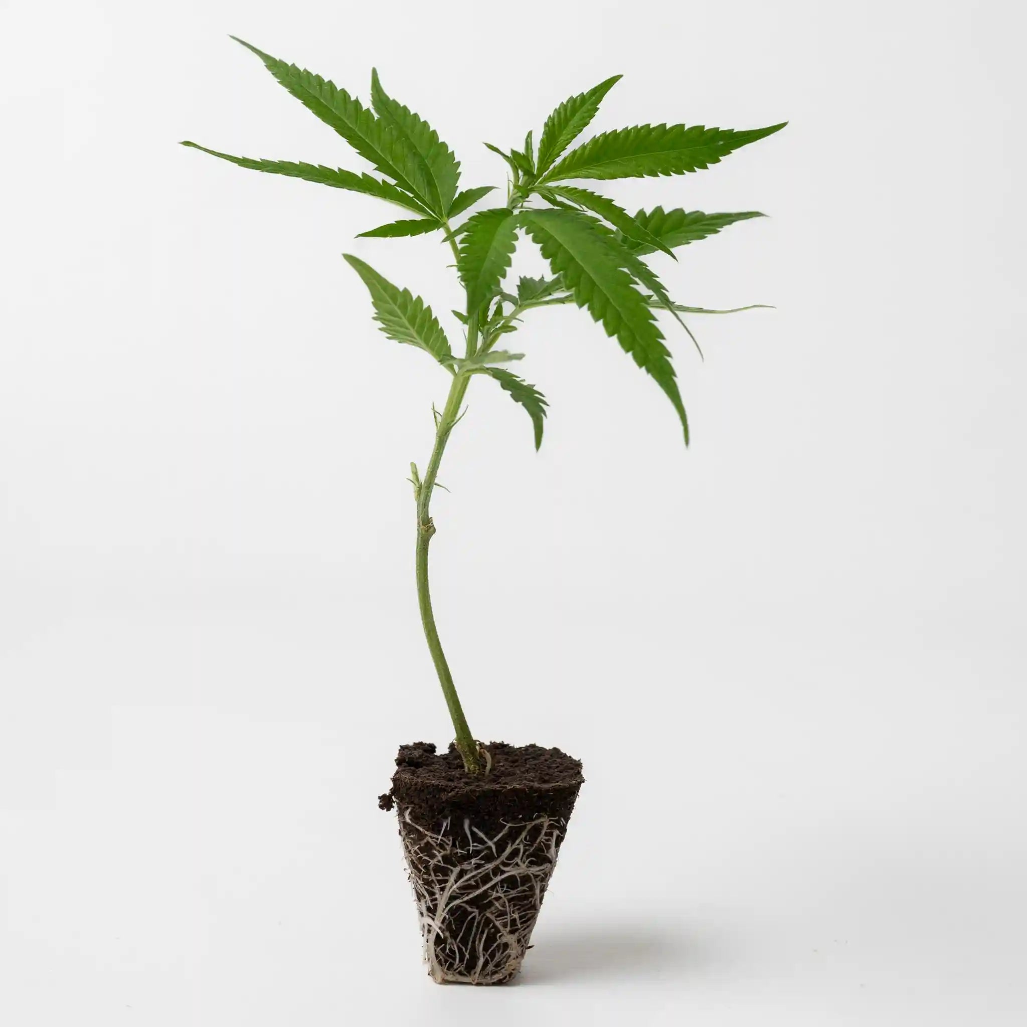 Vitaler Cannabis Steckling der Sorte Amnesia Master Cut mit frischen grünen Blättern und starken Wurzelballen in Anzuchterde