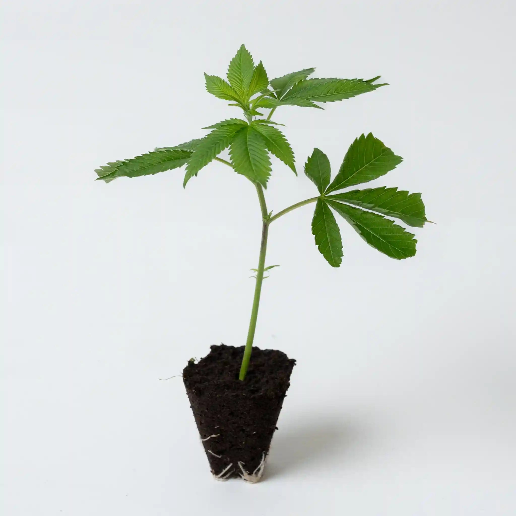 Vitale Cannabis Jungpflanze der Sorte Apples and Bananas mit frischen grünem Blattwerk in Anzuchtsubstrat