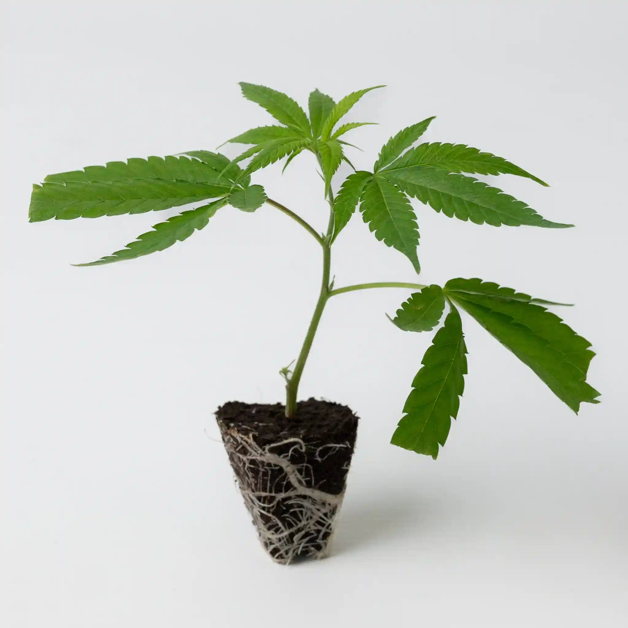 Kleiner Cannabis Steckling Black Cherry Punch mit kräftigen grünen Blättern und ausgeprägten Wurzeln in Anzuchterde