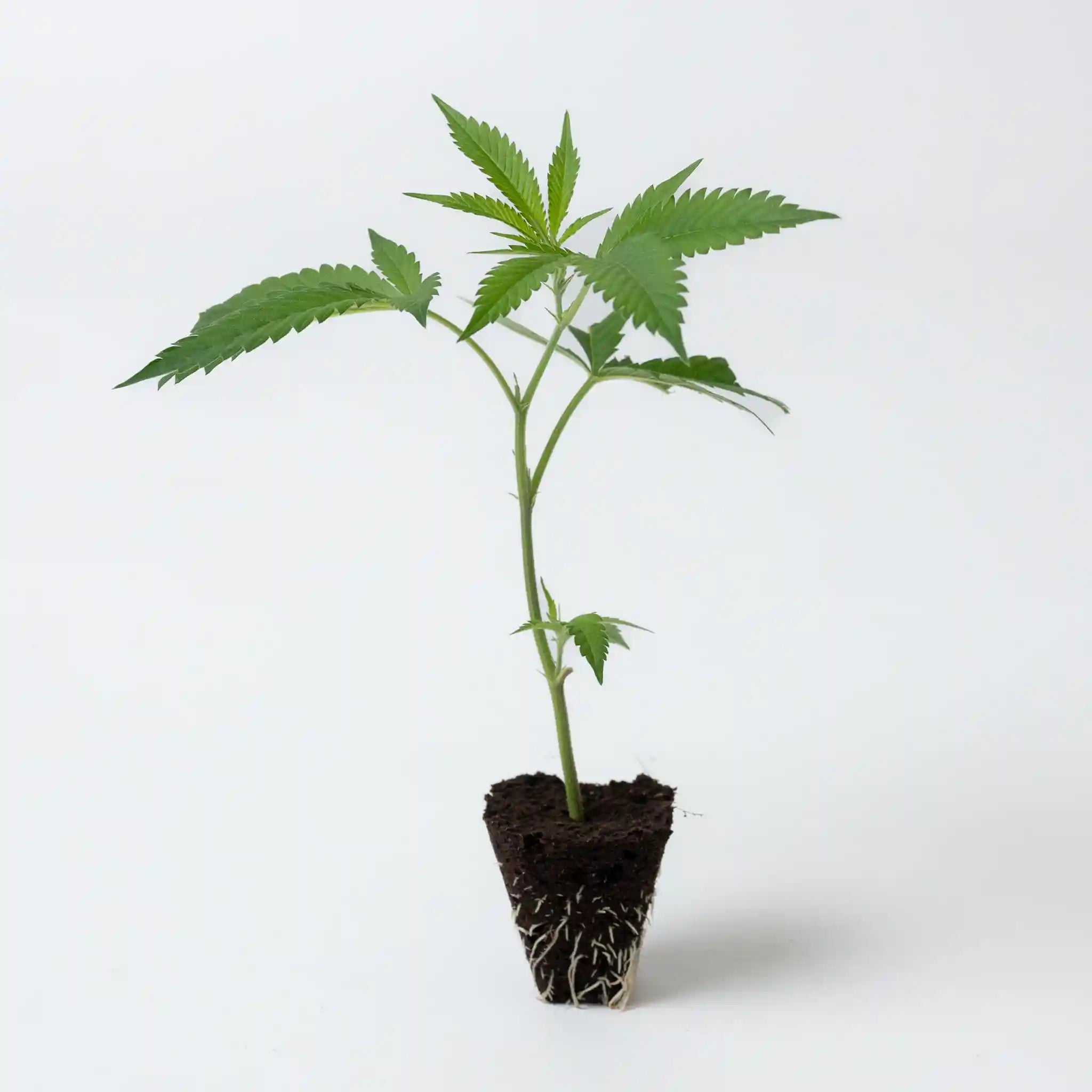 Vitaler Steckling der Cannabis Sorte Blue Zushi mit grünem Blattwerk und gut entwickeltem Wurzelsystem