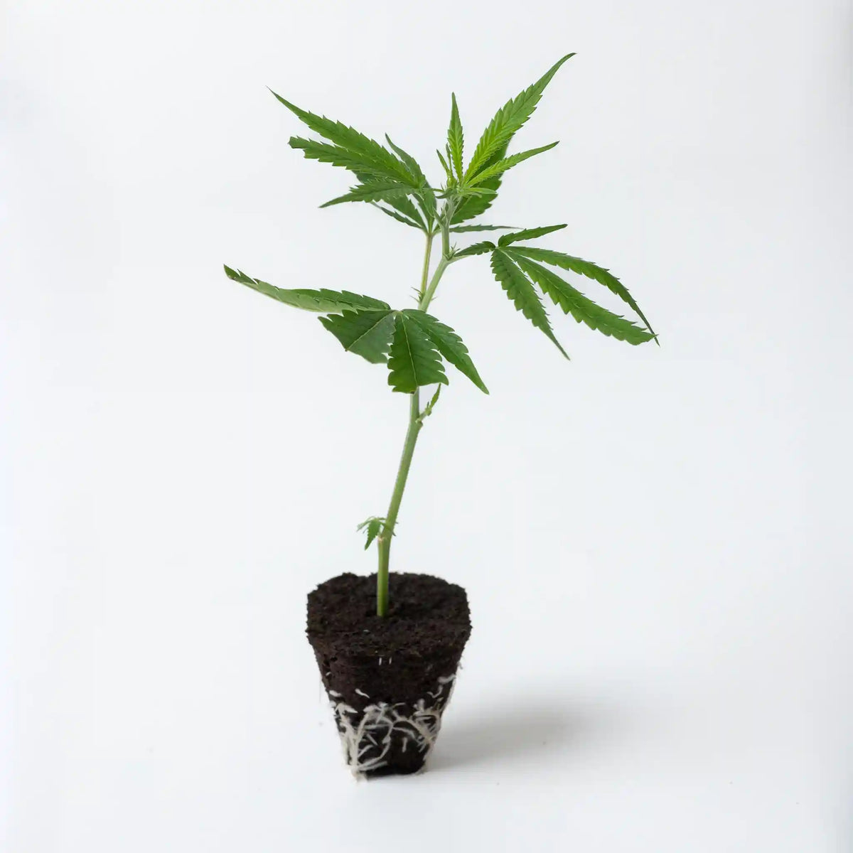 Gesunder Cannabis Steckling der Sorte Canalope Haze mit frischem Blattwerk und gut entwickelten Wurzelsystem in Erde