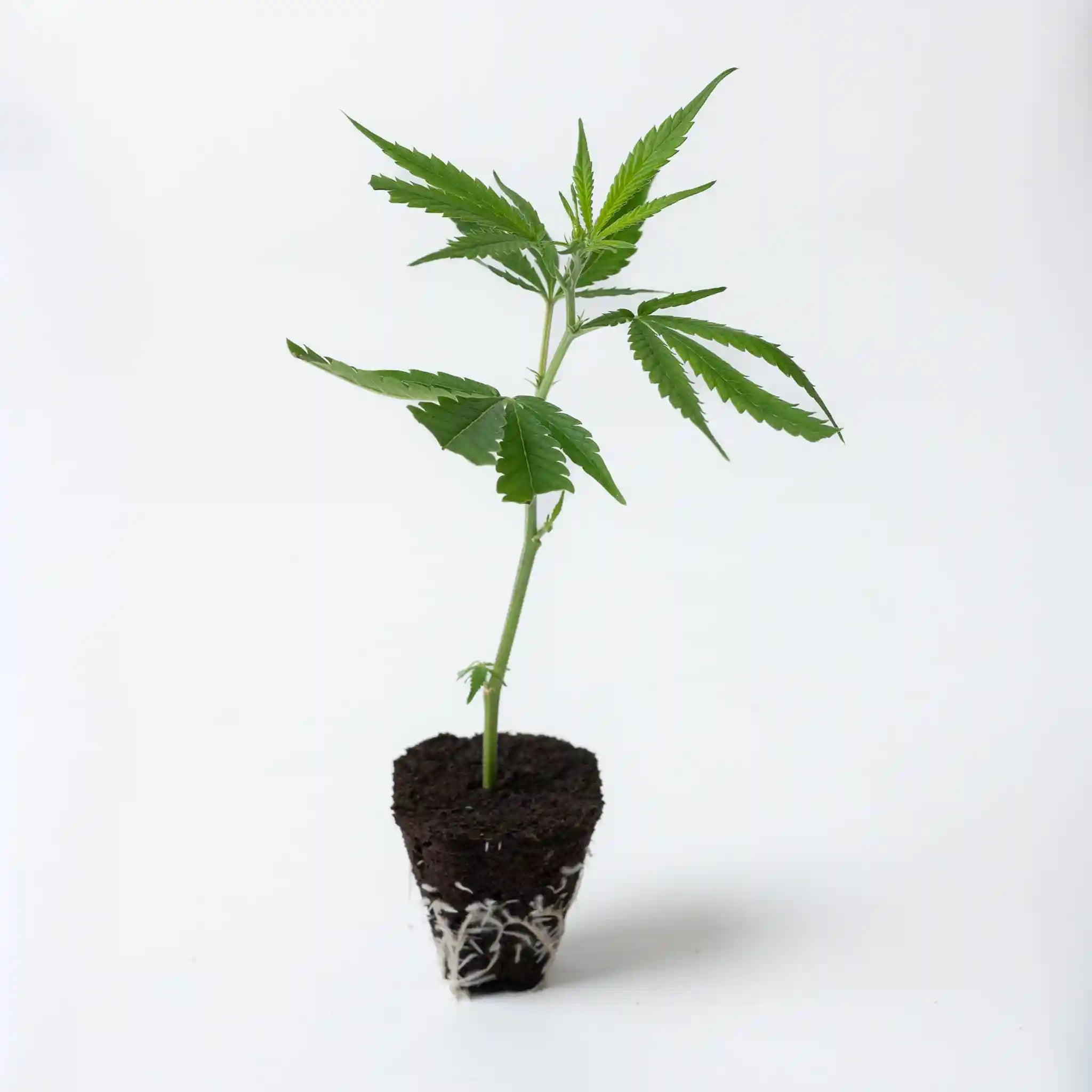 Gesunder Cannabis Steckling der Sorte Canalope Haze mit frischem Blattwerk und gut entwickelten Wurzelsystem in Erde