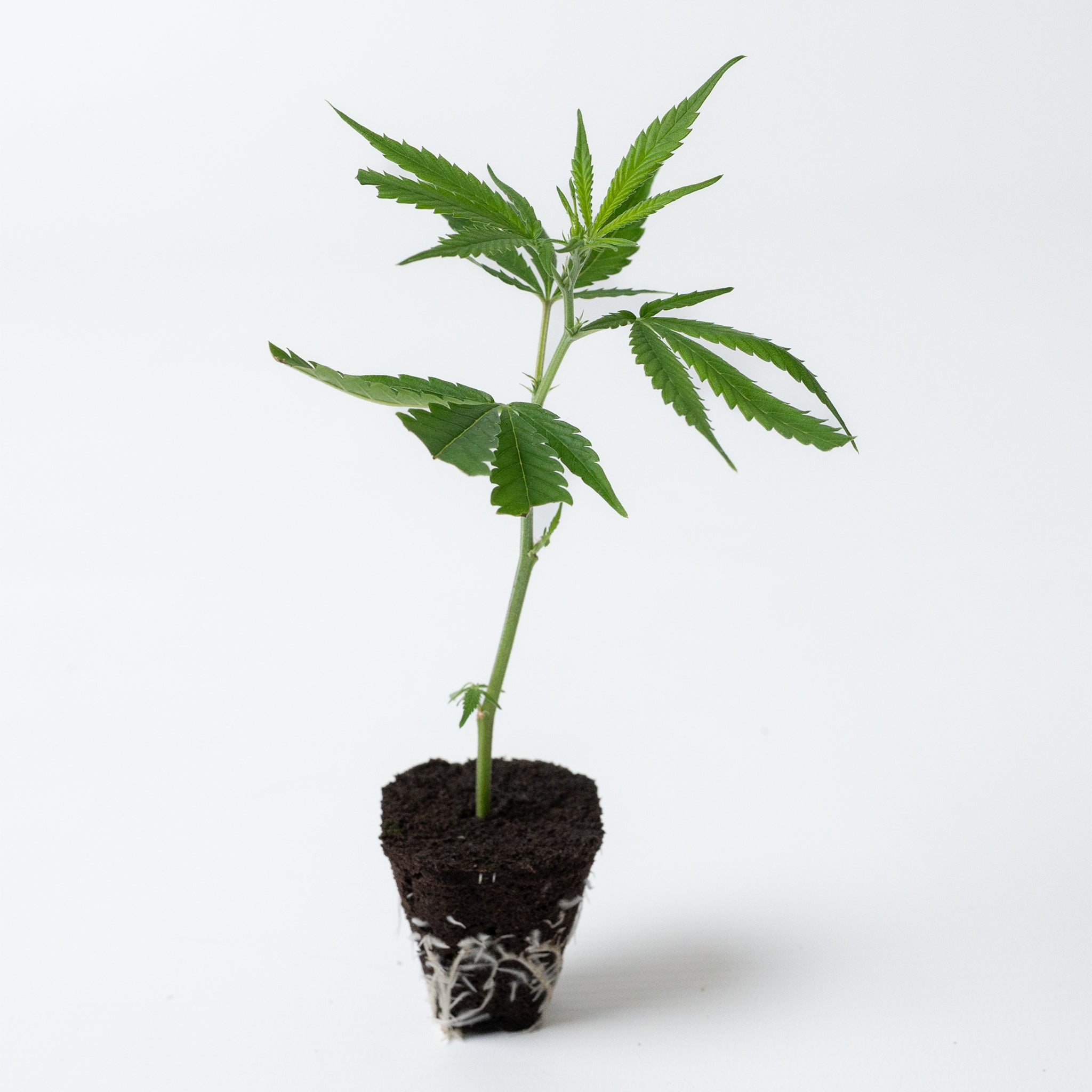 Cao Junky Cannabis Steckling mit gesundem Blattwerk und Wurzelballen