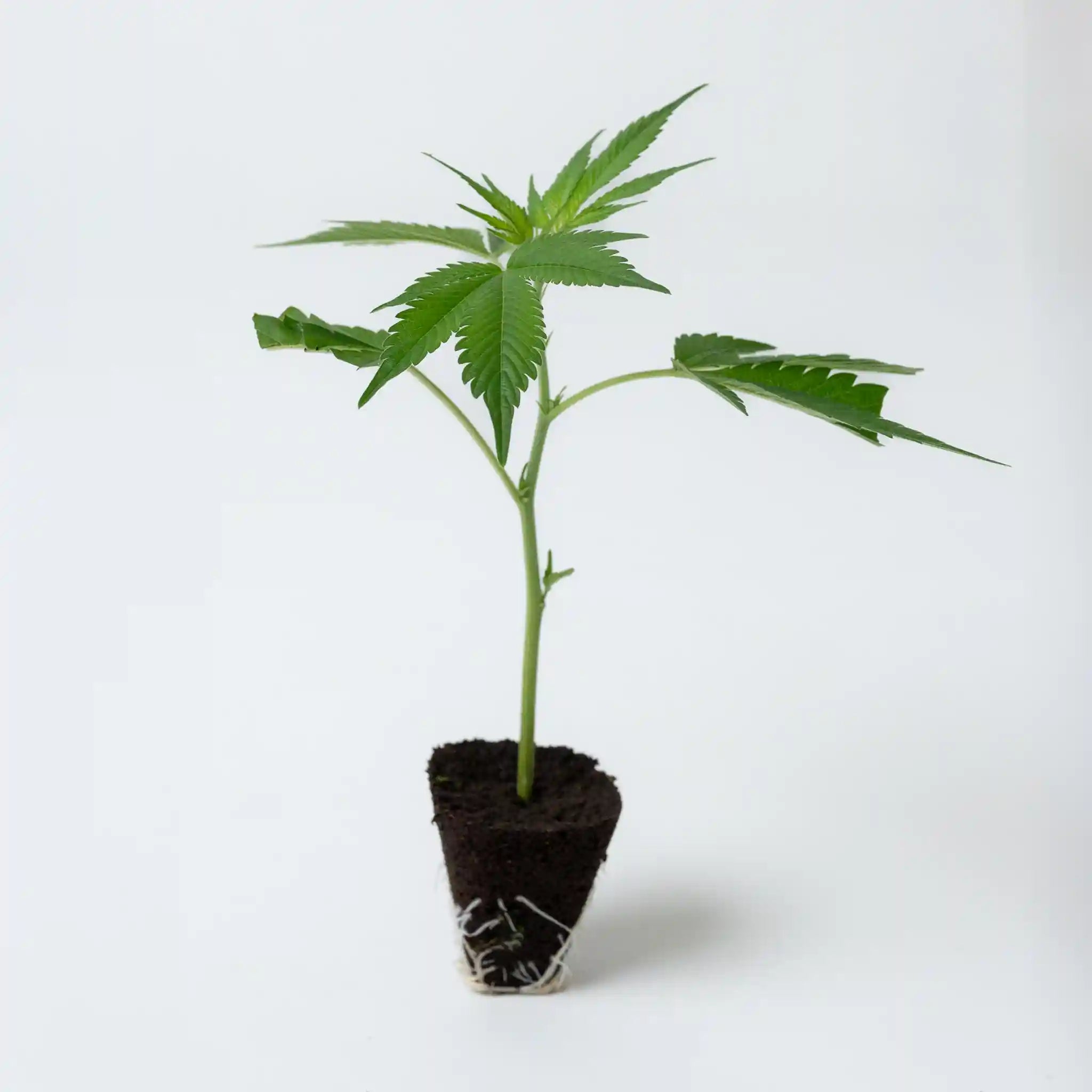 Gelato 45 vitaler Cannabis Steckling mit grünen Blättern in Anzuchterde