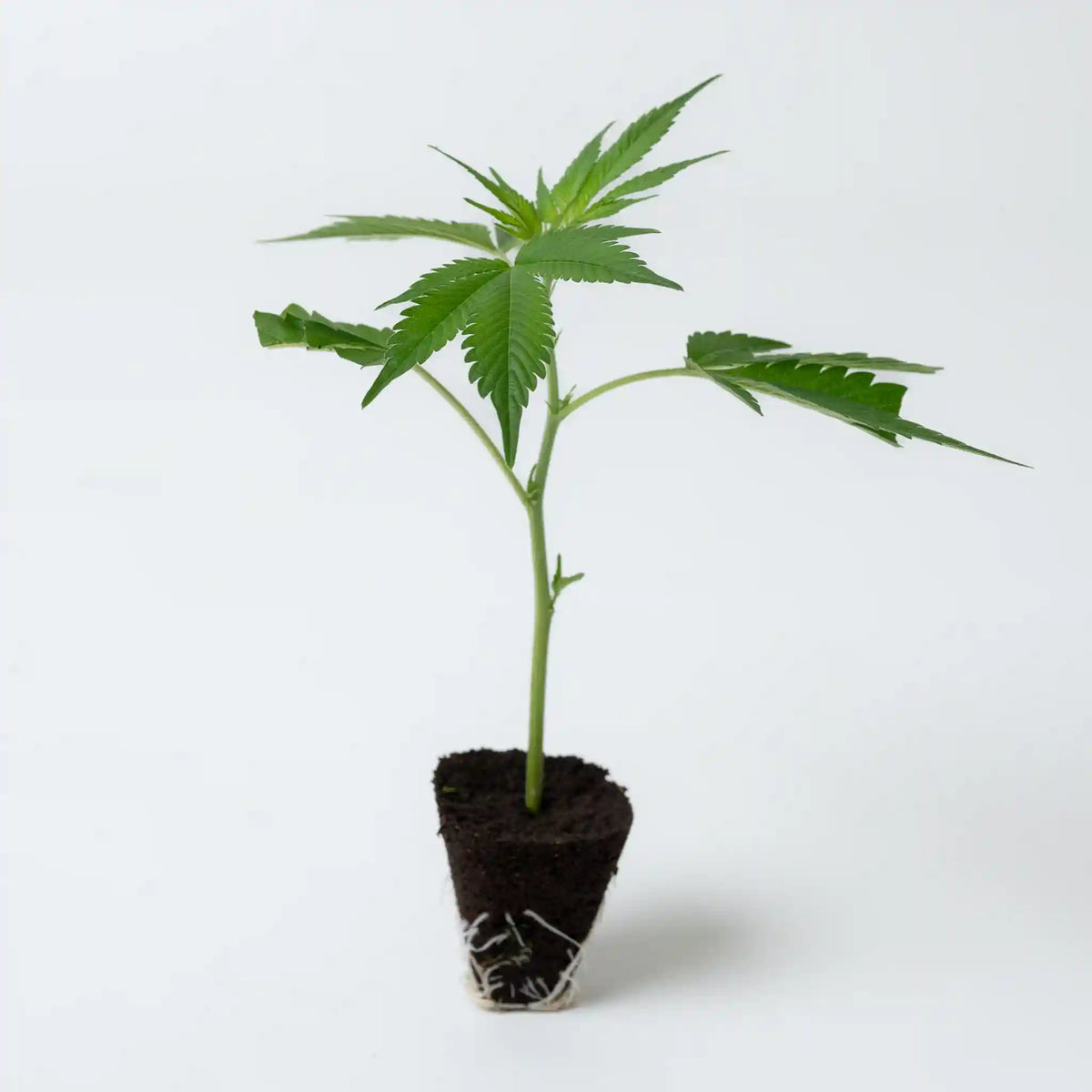 Gelato 45 vitaler Cannabis Steckling mit grünen Blättern in Anzuchterde
