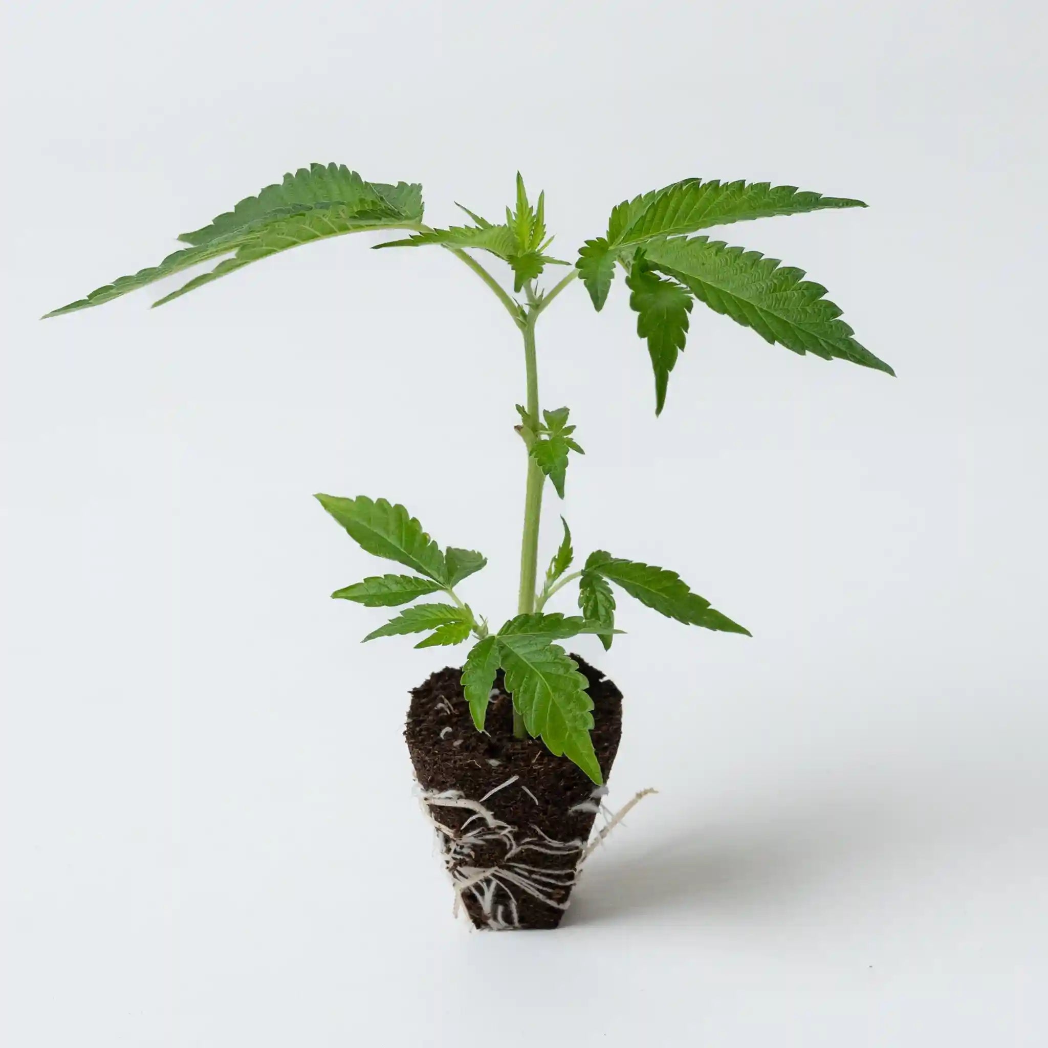 Junger Cannabis Steckling der Sorte Ice Creme Runtz mit dichten grünen Blättern und gut entwickeltem Wurzelballen
