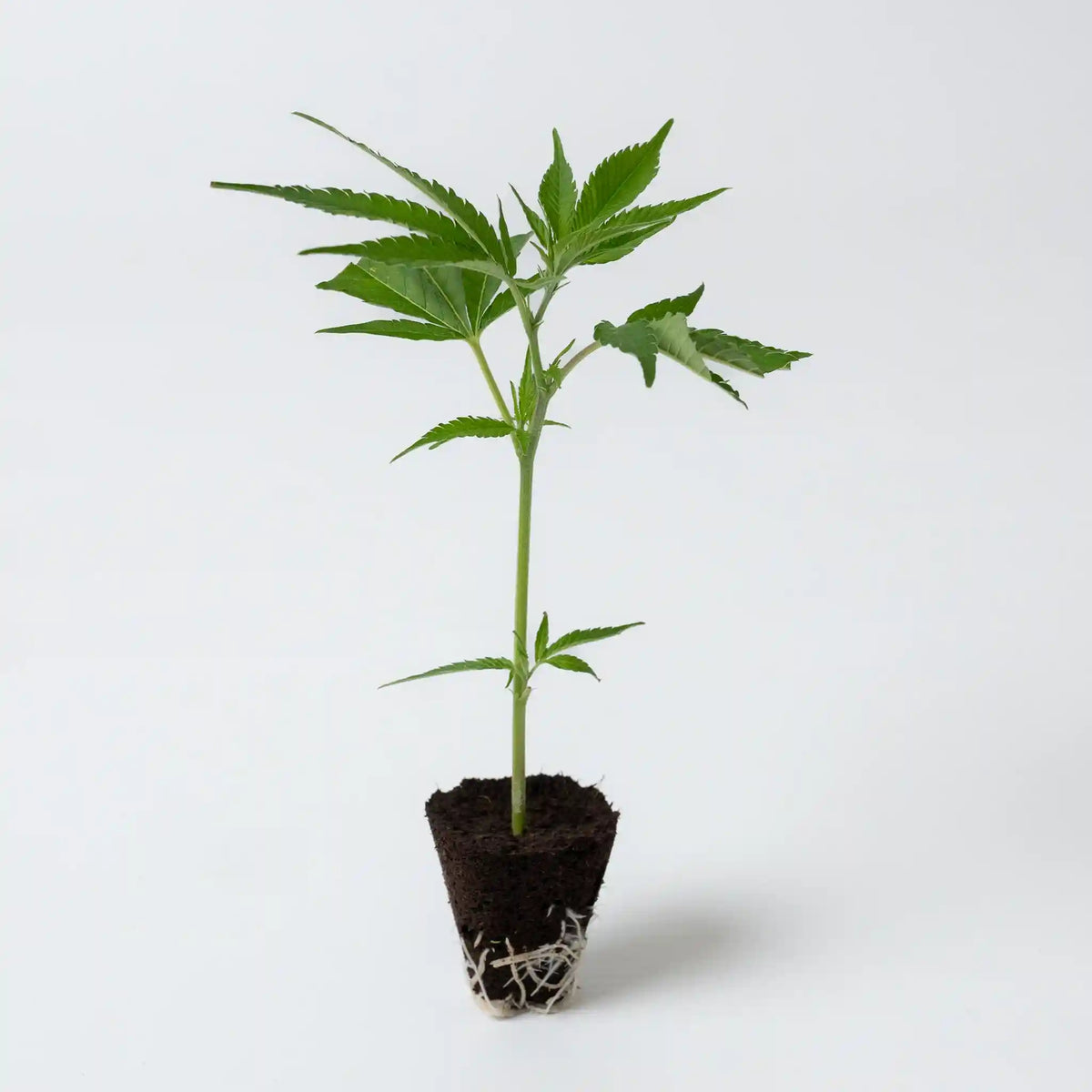 Hochwertiger Cannabis Steckling Lilac Cookies mit grünen Blättern und robuster Wurzelbildung ideal für den direkten Anbau
