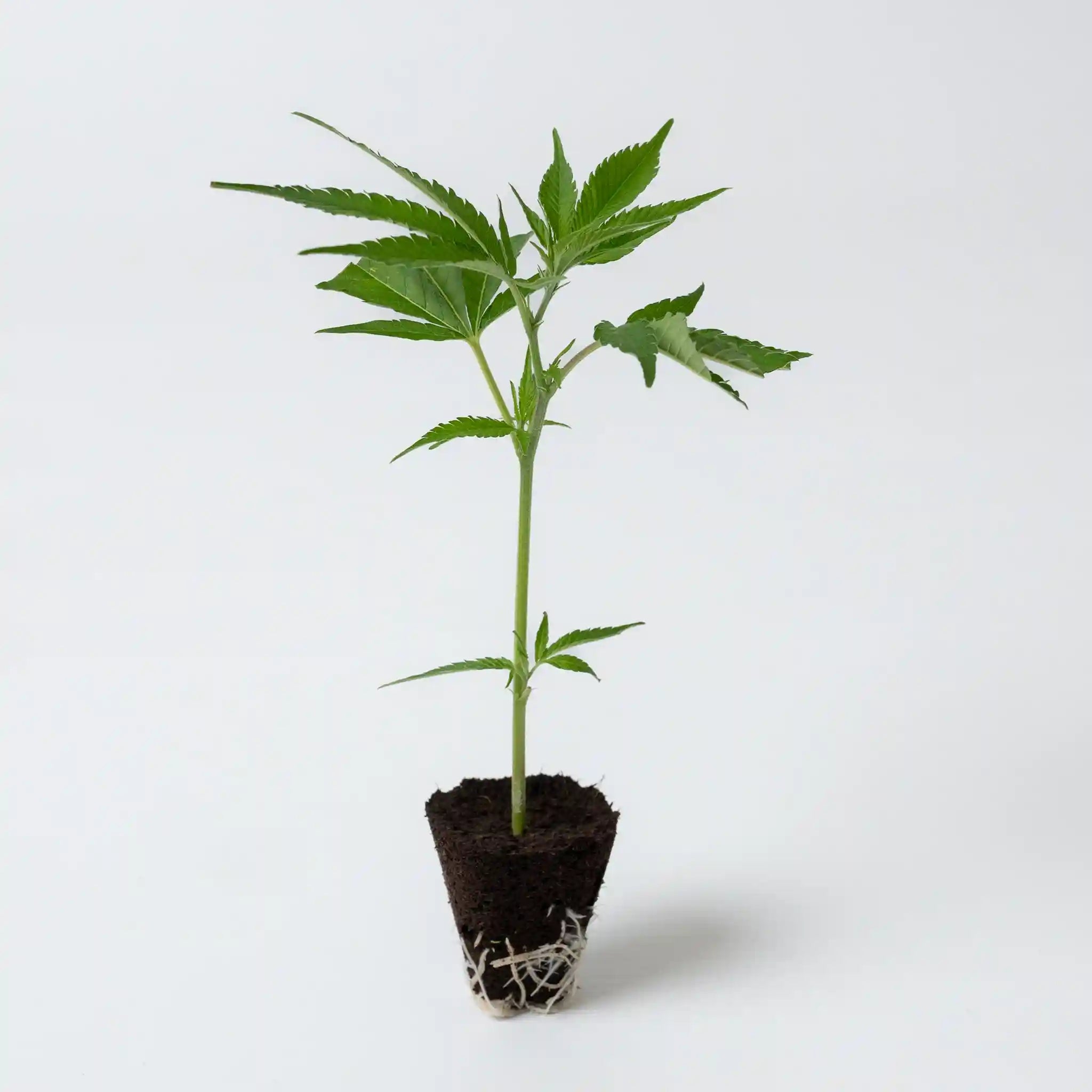 Hochwertiger Cannabis Steckling Lilac Cookies mit grünen Blättern und robuster Wurzelbildung ideal für den direkten Anbau