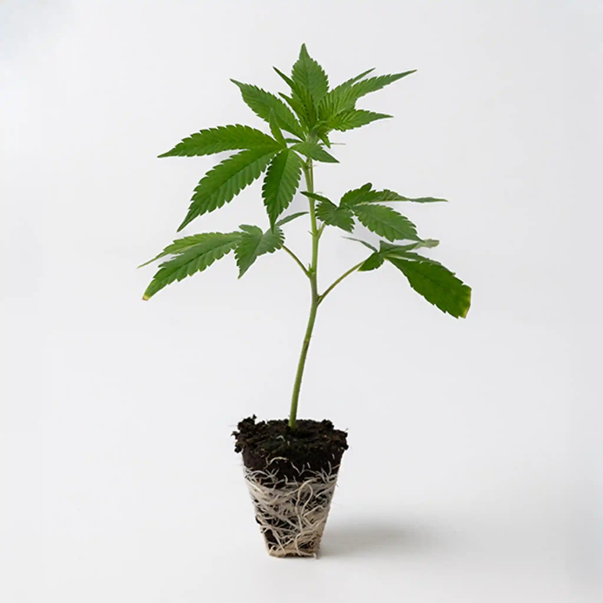 Cannabis Jungpflanzen Steckling Mimosa Orange Punch mit dichten grünen Blättern und kräftiger Wurzelstruktur