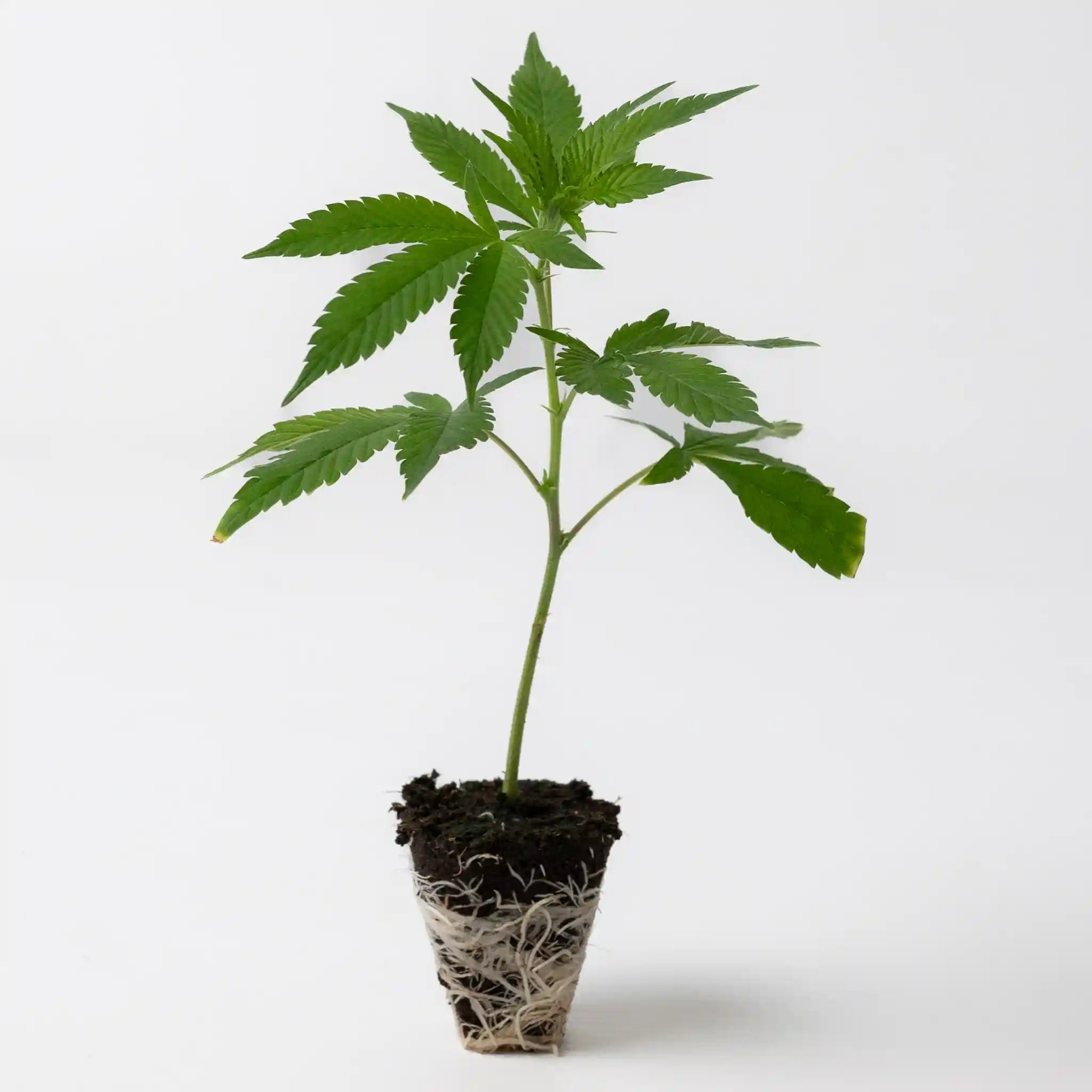 Cannabis Jungpflanzen Steckling Mimosa Orange Punch mit dichten grünen Blättern und kräftiger Wurzelstruktur