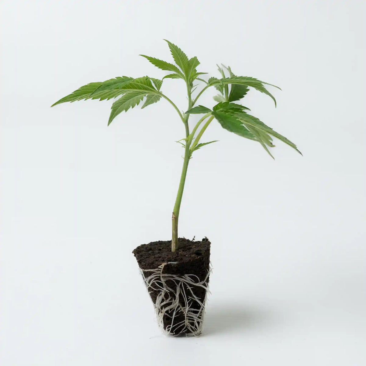 Junger Cannabis Steckling Permanent Marker mit dichten grünen Blättern und gut entwickeltem Wurzelsystem