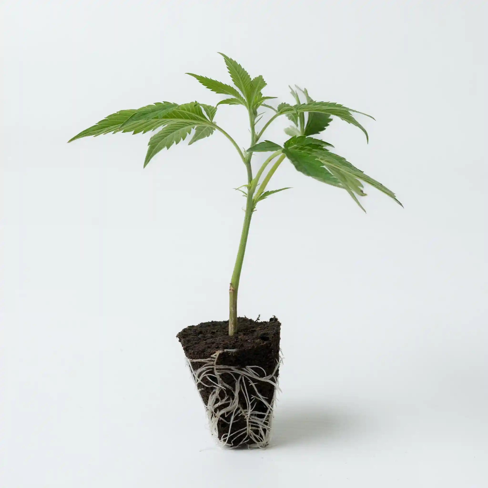 Junger Cannabis Steckling Permanent Marker mit dichten grünen Blättern und gut entwickeltem Wurzelsystem
