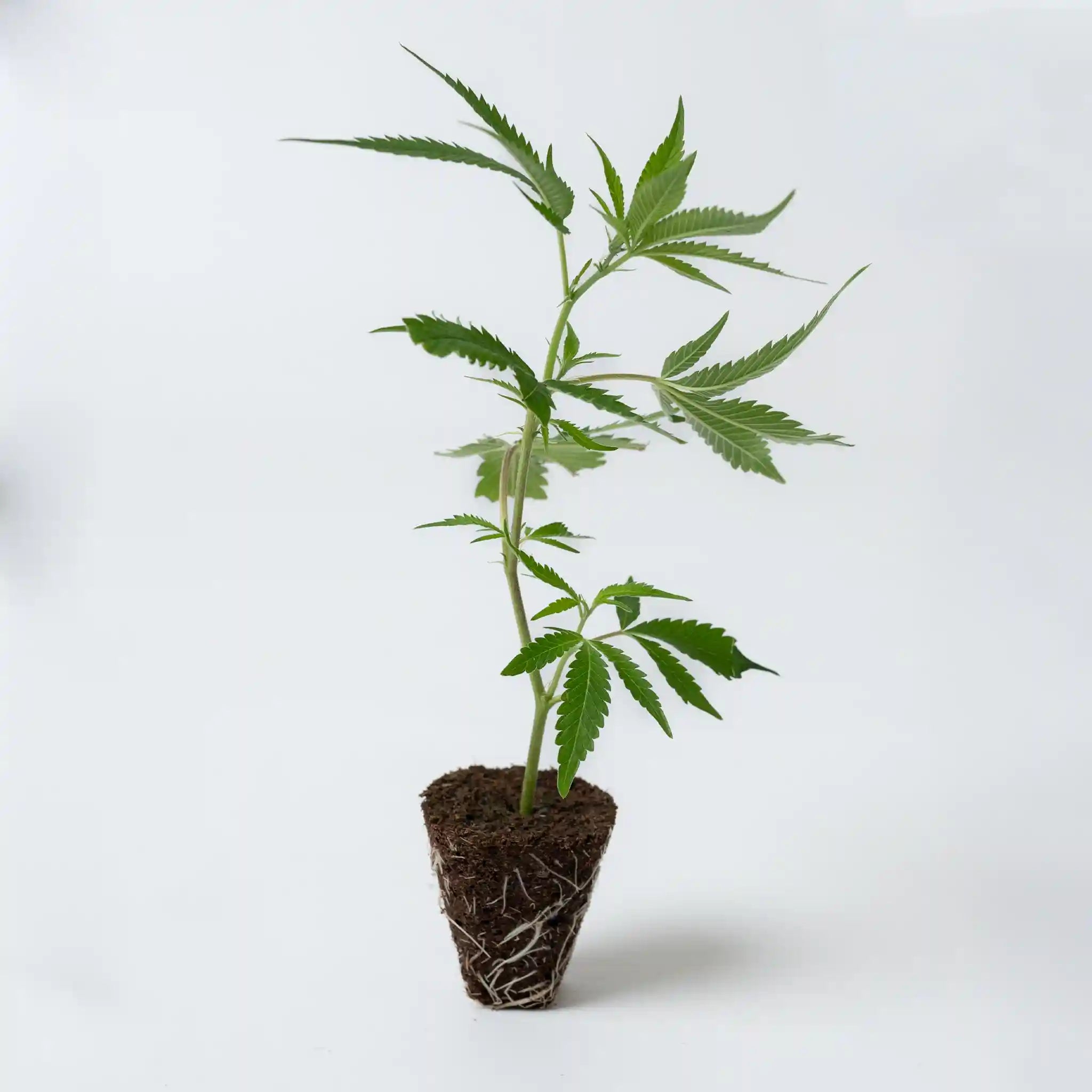 Junger Cannabis Steckling der Sorte Peyote Cookies mit vielen dichten Blättern und robuster Wurzelbildung für den Anbau