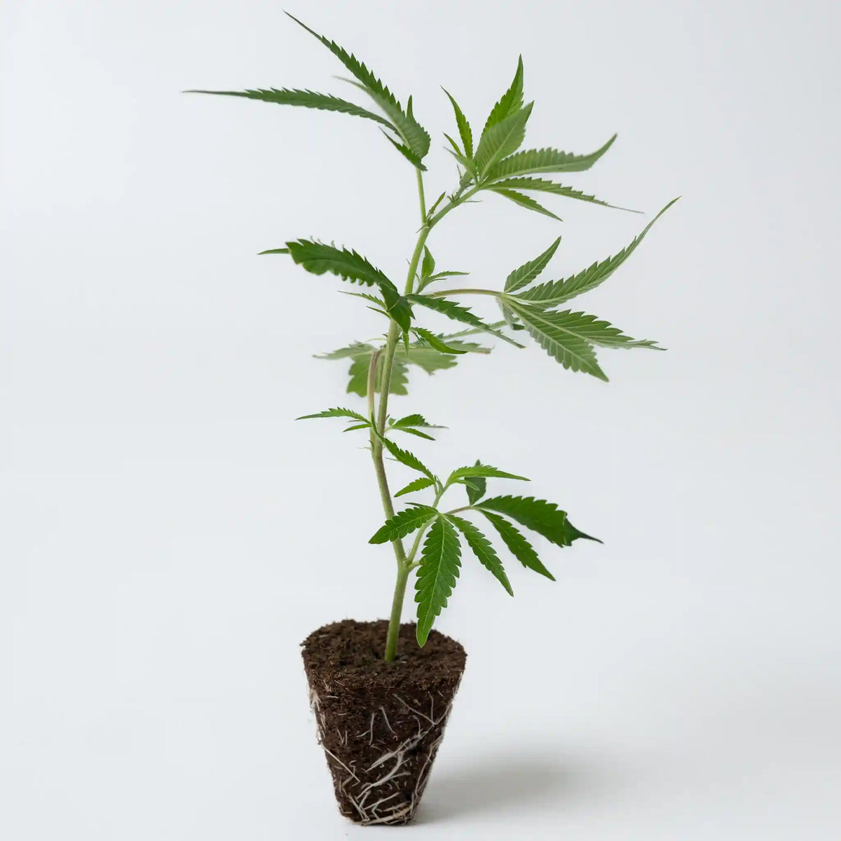Junger Cannabis Steckling der Sorte Peyote Cookies mit vielen dichten Blättern und robuster Wurzelbildung für den Anbau
