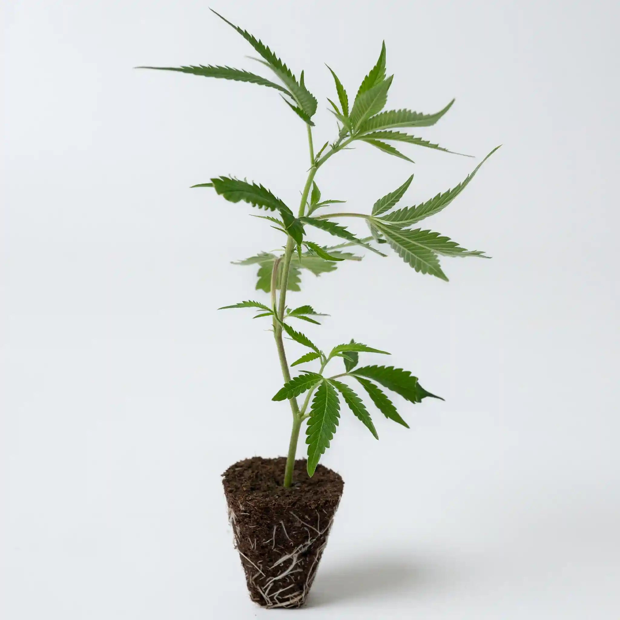 Junger Cannabis Steckling der Sorte Peyote Cookies mit vielen dichten Blättern und robuster Wurzelbildung für den Anbau