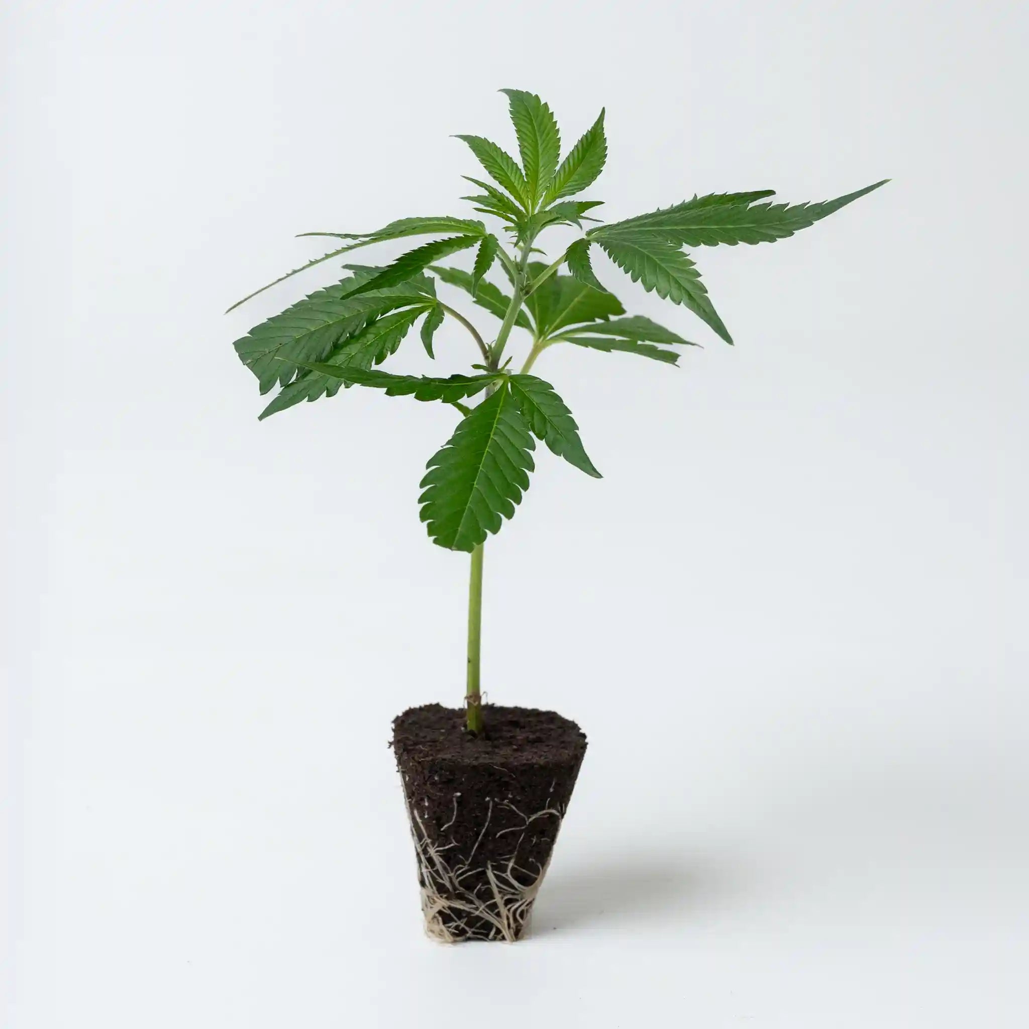 Junger Cannabis Steckling der Sorte Power Plant mit frischen Blattwerk und starkem Wurzelballen in Anzuchterde