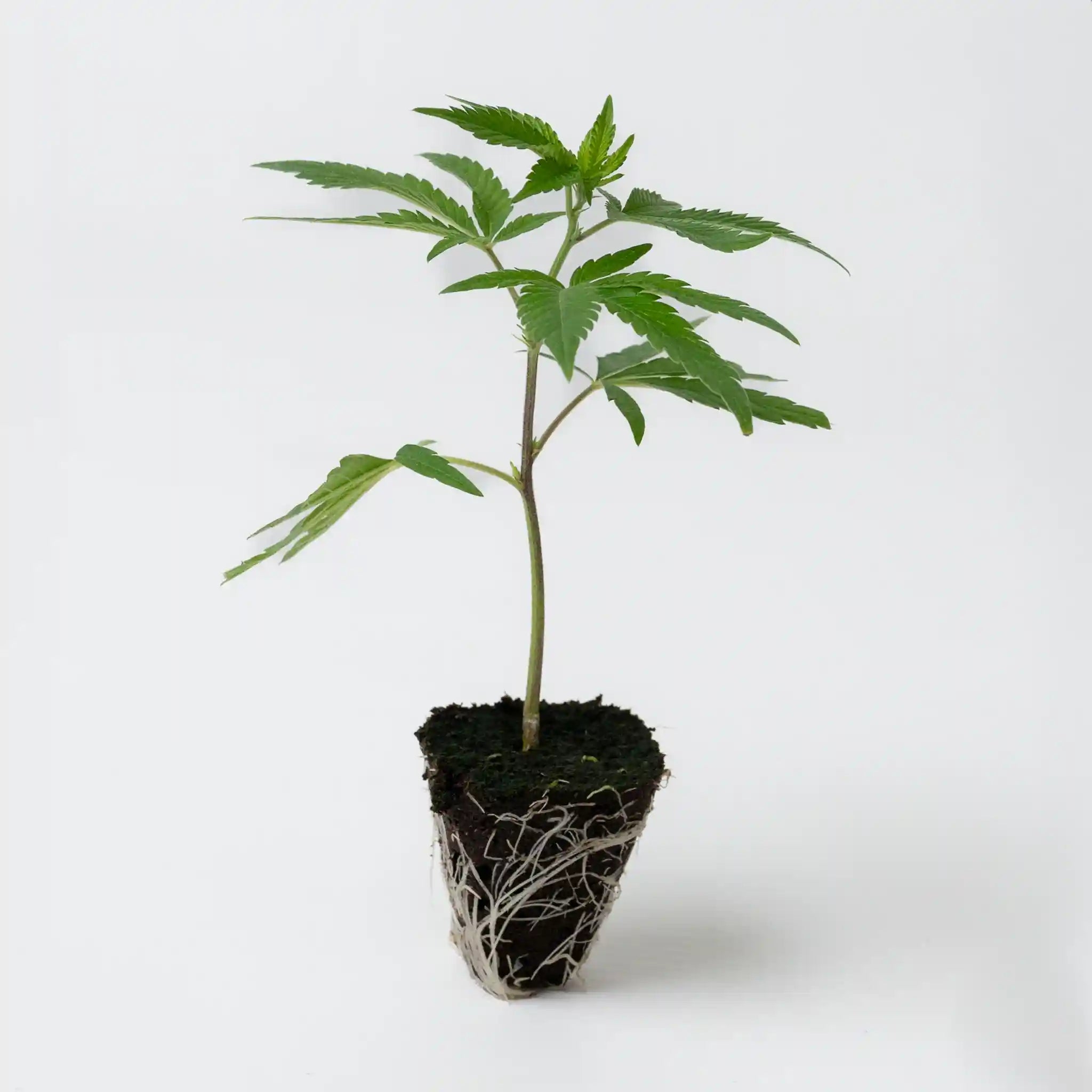 Vitaler Cannabis Steckling Rainbow Sherbet 11 mit frischem Blattwerk und starkem Wurzelballen in Erde