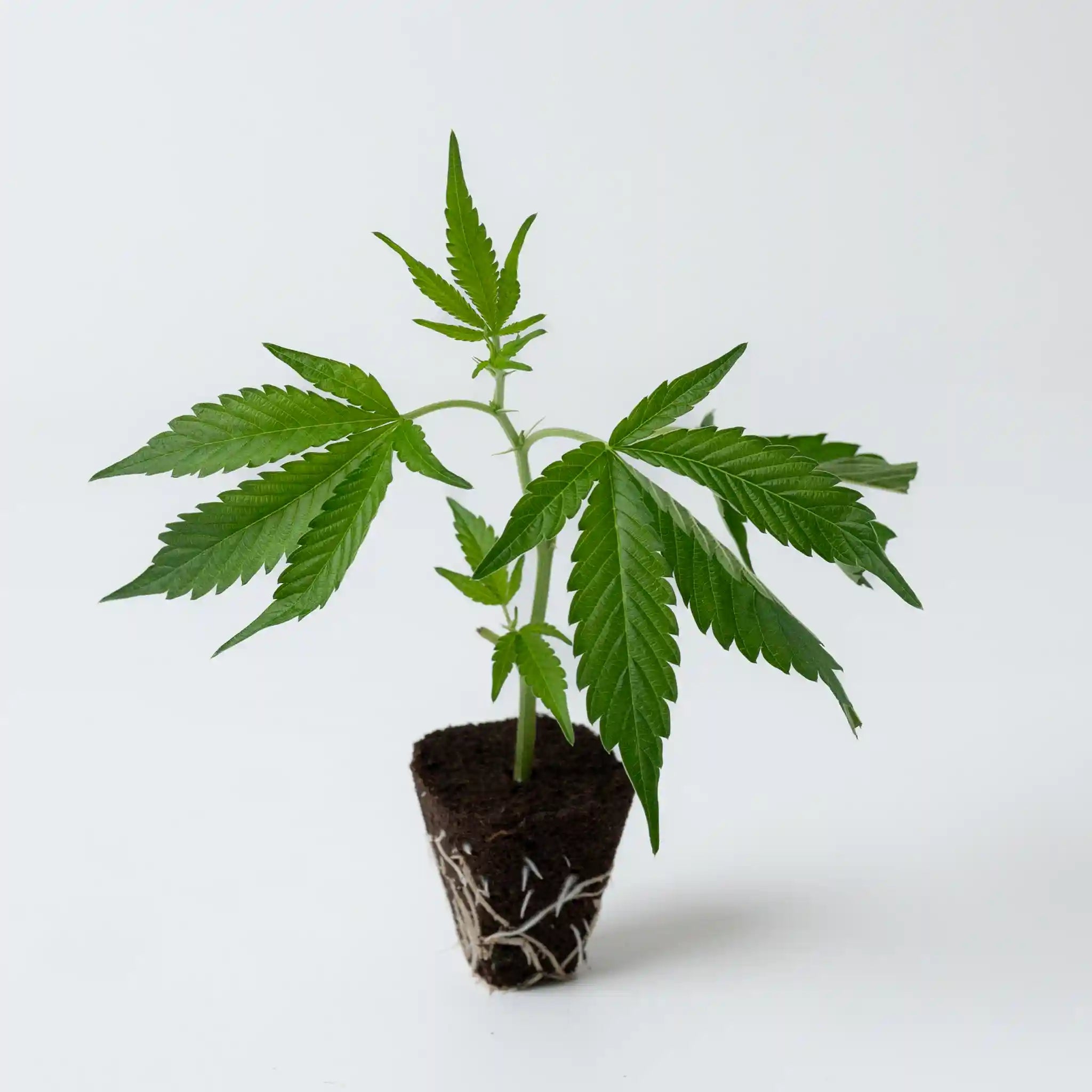 Gesunde Cannabis Jungpflanze Sherb Creme Pie mit grünem Blattwerk und gut ausgebildeten Wurzeln