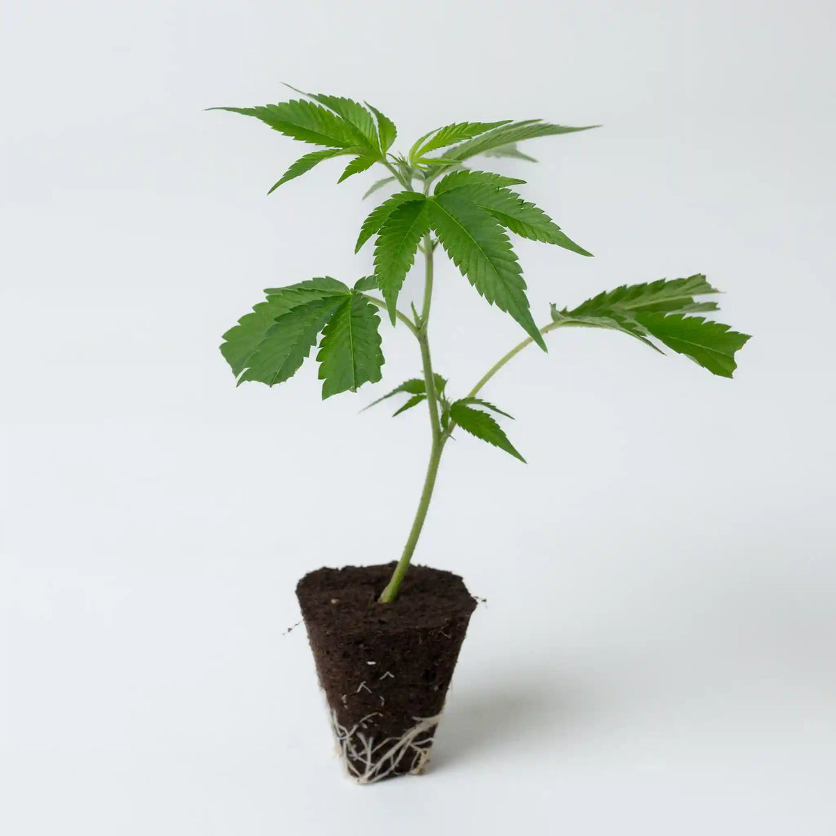 Hochwertiger Cannabis Steckling der Sorte Sleepy Joe mit gut entwickeltem Wurzelsystem in Erde