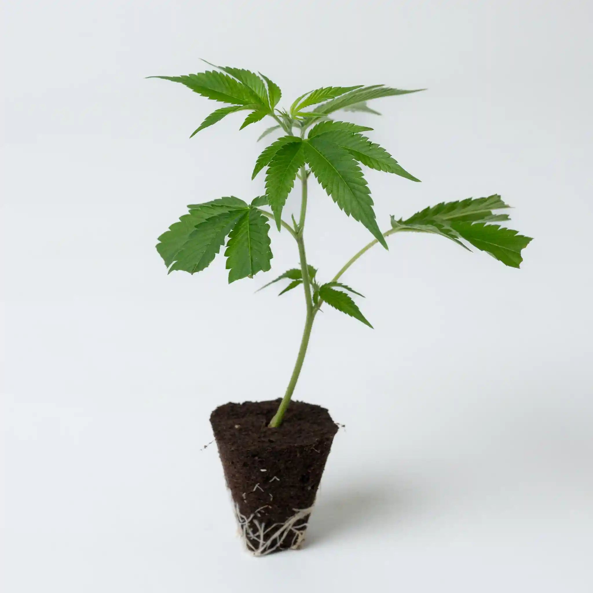 Hochwertiger Cannabis Steckling der Sorte Sleepy Joe mit gut entwickeltem Wurzelsystem in Erde
