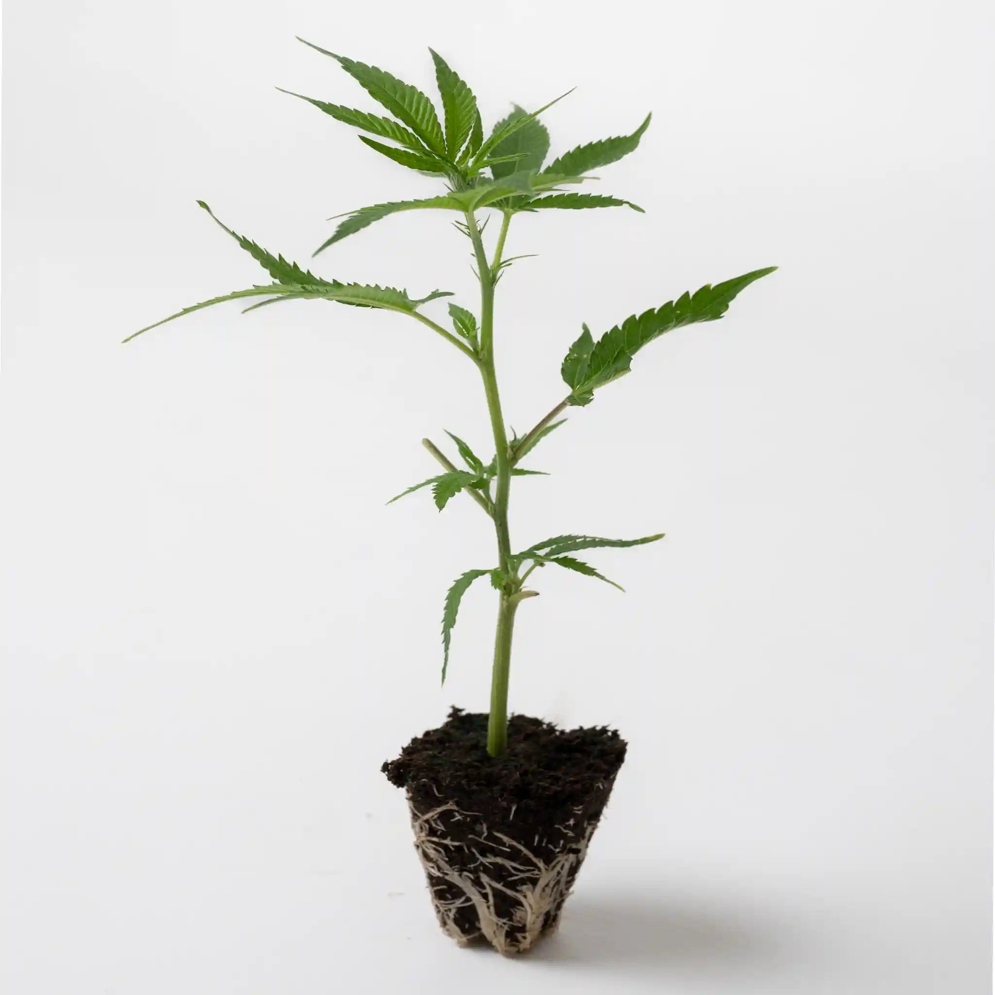 Hochwertiger Cannabis Steckling Super Orange Glue mit vielen grünen Blättern und stark ausgeprägten Wurzeln