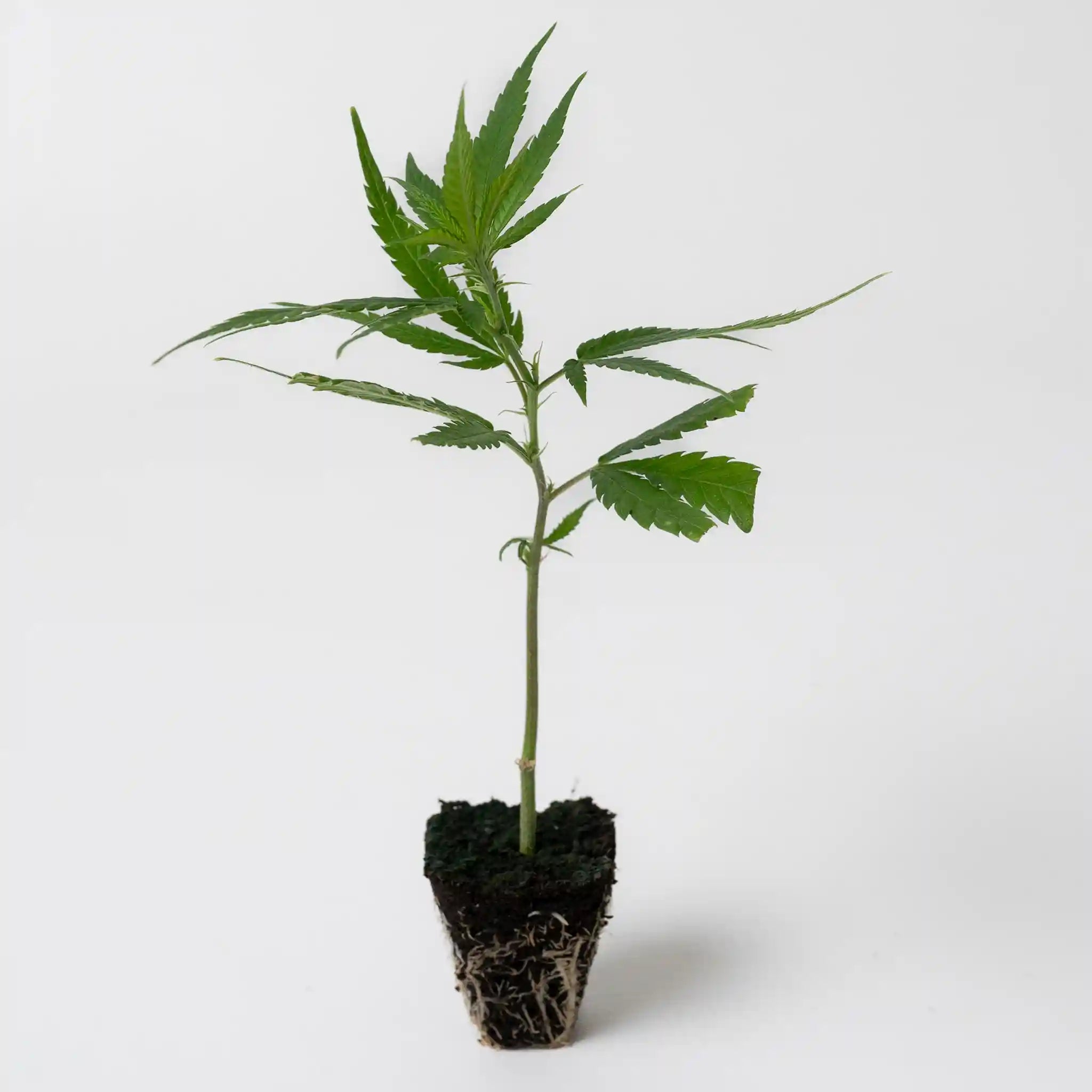 Junger Cannabis Steckling der Sorte Super Silver Haze mit frischen grünen Blättern in Anzuchterde