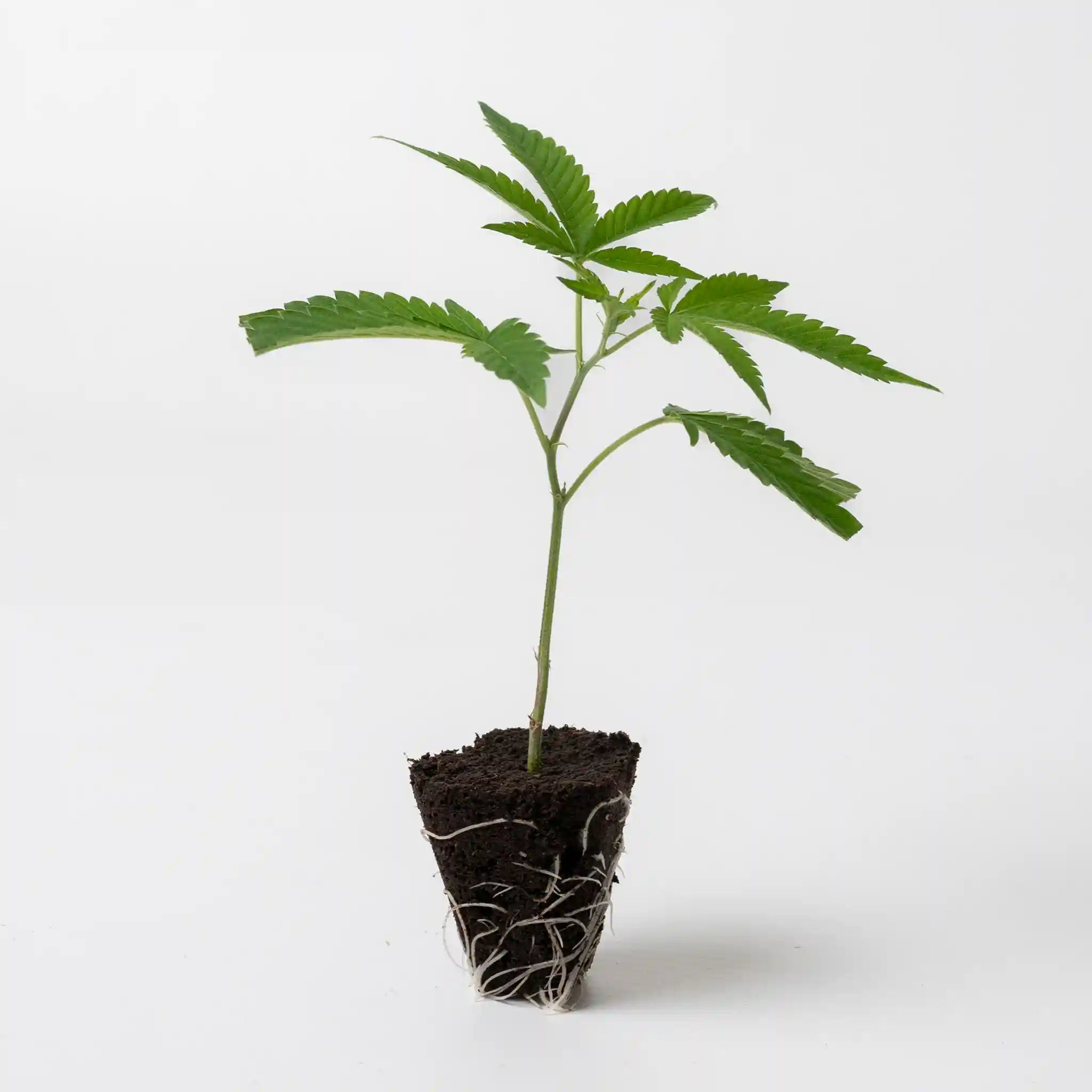 Junger Cannabis Steckling der Sorte Wedding Cake mit sattgrünen Blättern ideal für den Anbau